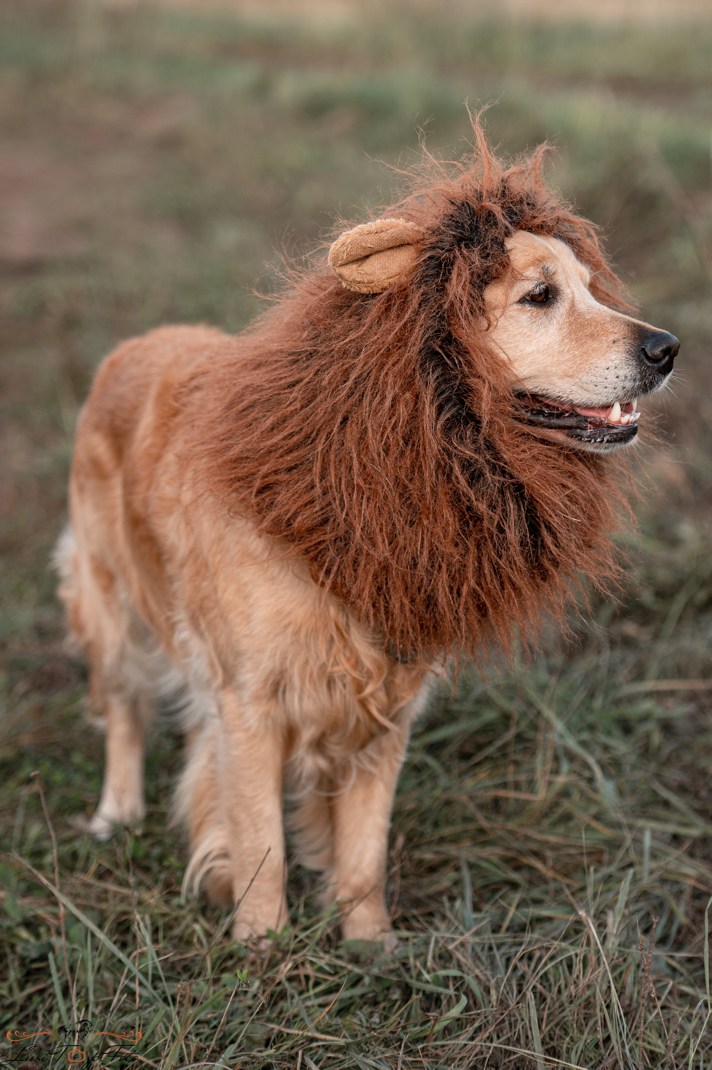 Турнир по выездке и конкуру памяти Н. Ю. Серовой (второй день — конкур). Конный и фотограф с животными в Твери Топталова Люся