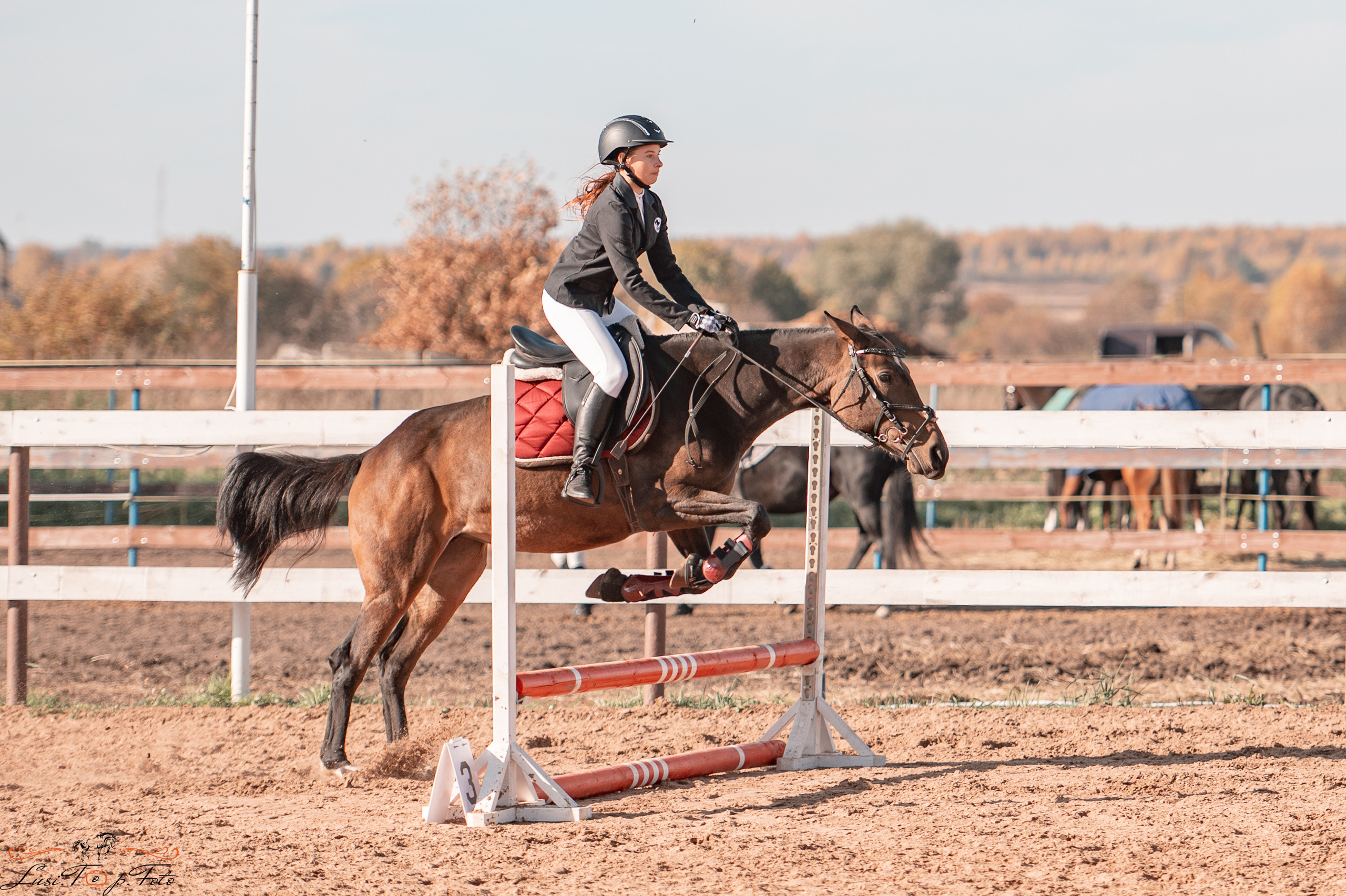 Открытая тренировка КК «Резвая». Конный и фотограф с животными в Твери Топталова Люся