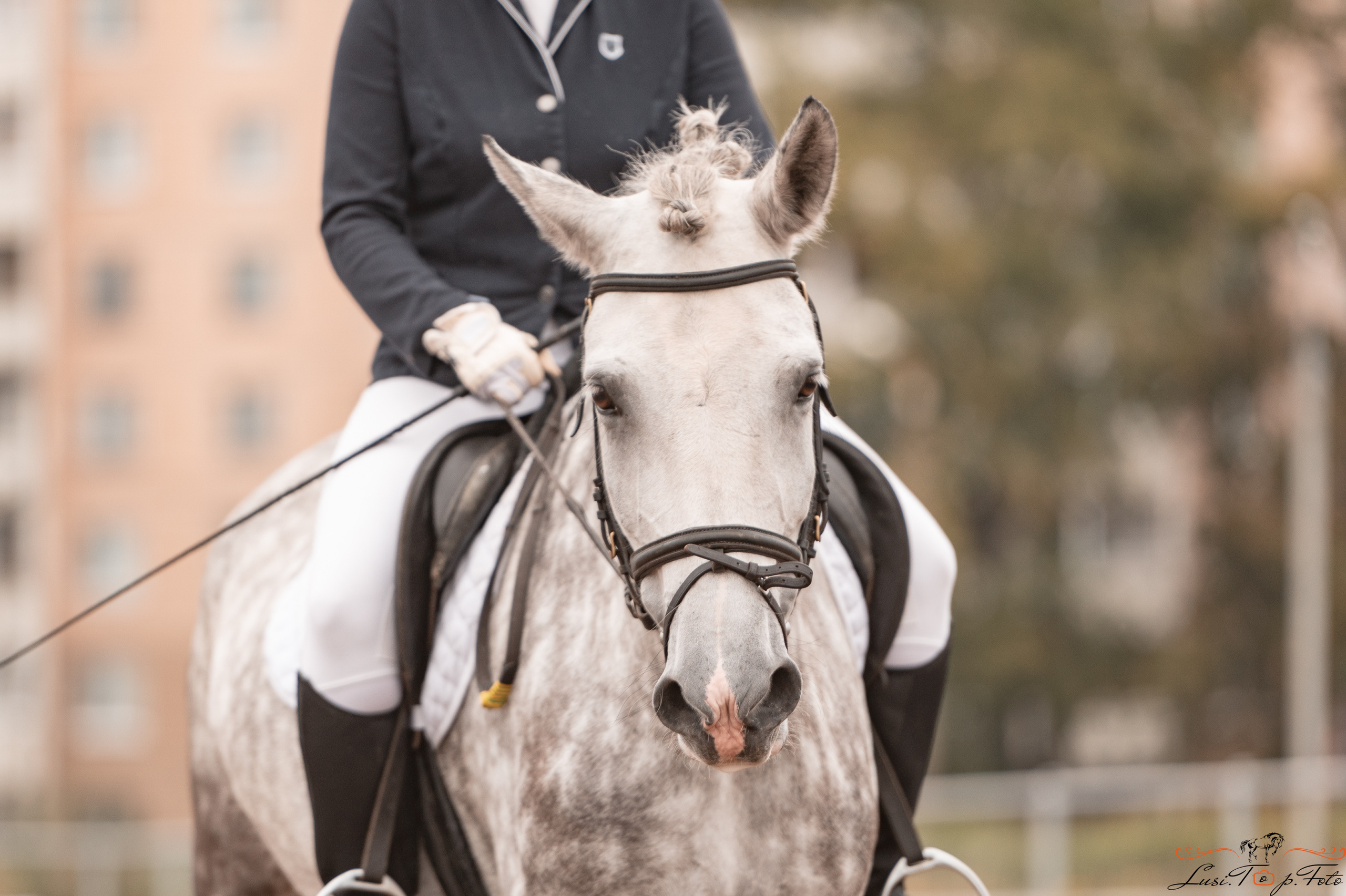 Турнир по выездке и конкуру памяти Н. Ю. Серовой (день 1 — выездка). Конный и фотограф с животными в Твери Топталова Люся