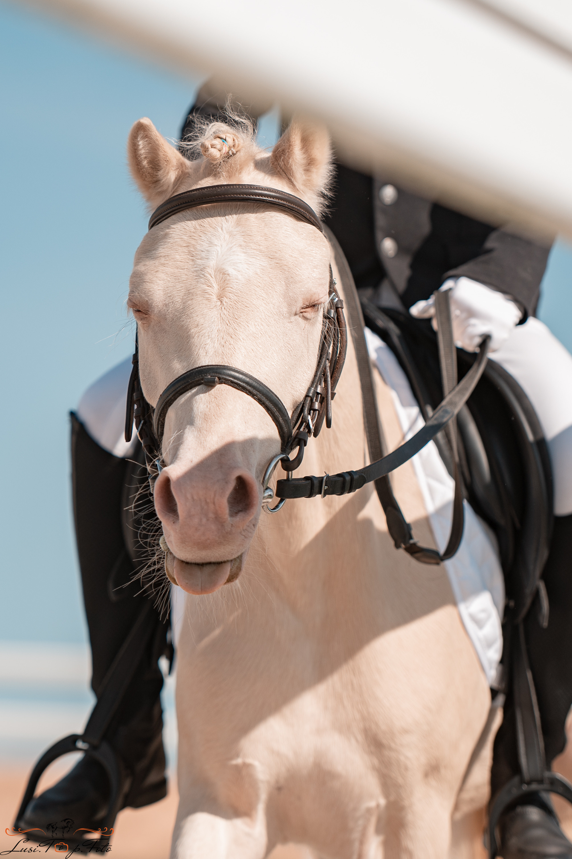 Открытая тренировка по выездке в КК Equipark. Конный и фотограф с животными в Твери Топталова Люся