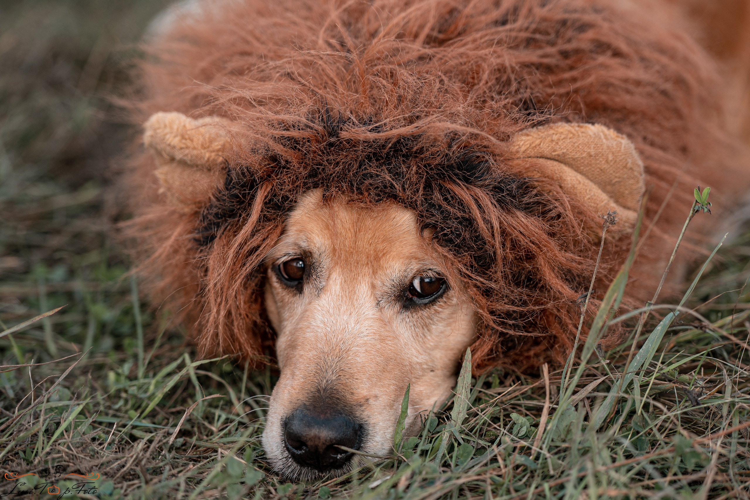 Турнир по выездке и конкуру памяти Н. Ю. Серовой (второй день — конкур). Конный и фотограф с животными в Твери Топталова Люся