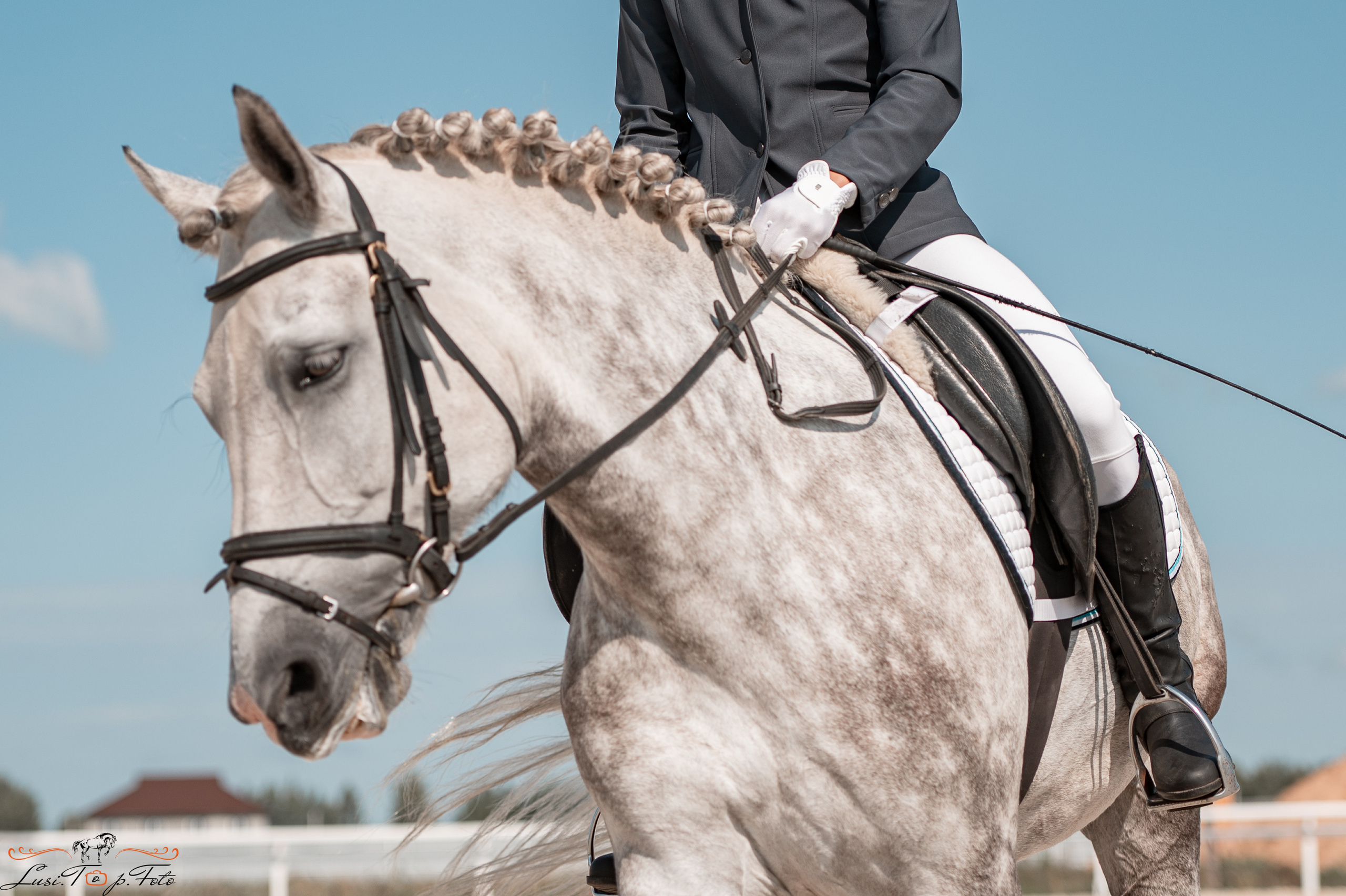 Открытая тренировка по выездке в КК Equipark. Конный и фотограф с животными в Твери Топталова Люся