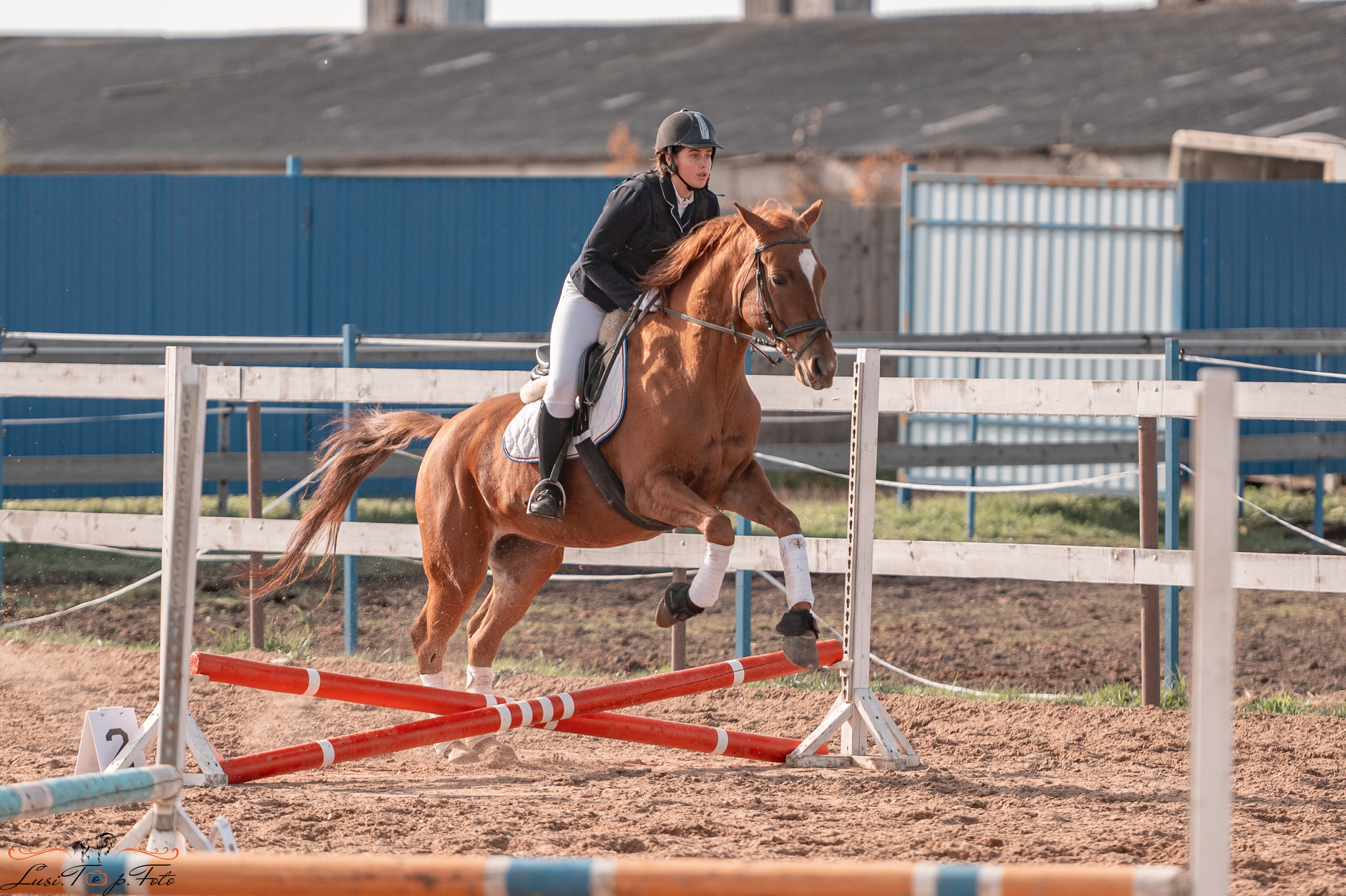 Открытая тренировка КК «Резвая». Конный и фотограф с животными в Твери Топталова Люся