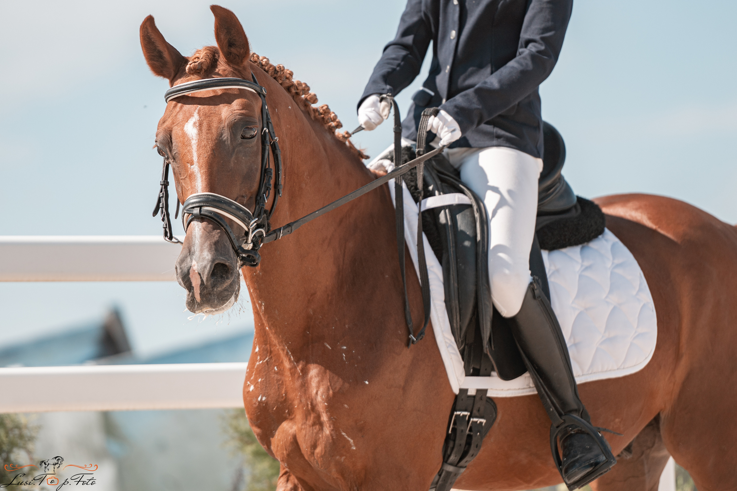 Открытая тренировка по выездке в КК Equipark. Конный и фотограф с животными в Твери Топталова Люся