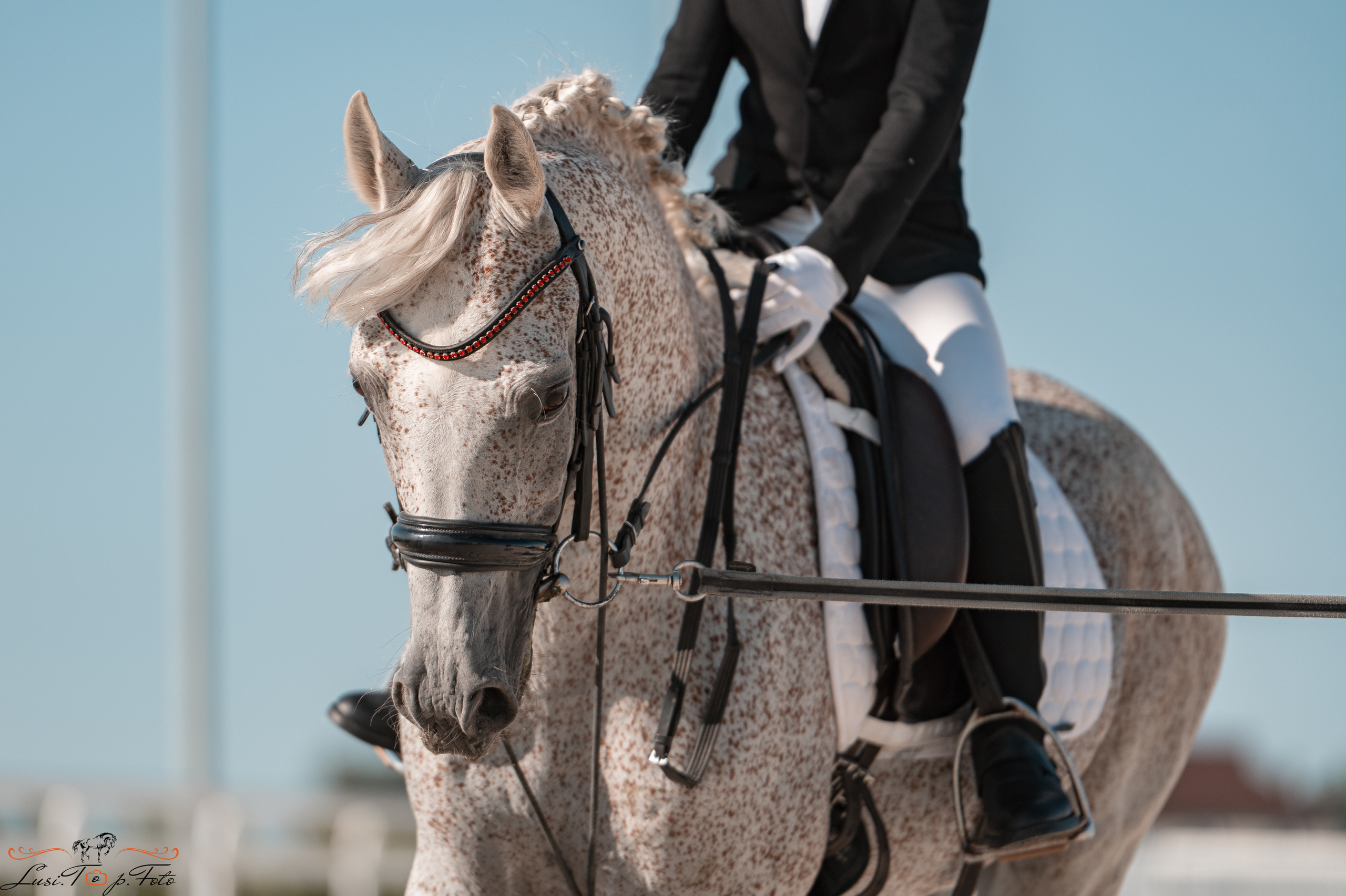 Открытая тренировка по выездке в КК Equipark. Конный и фотограф с животными в Твери Топталова Люся