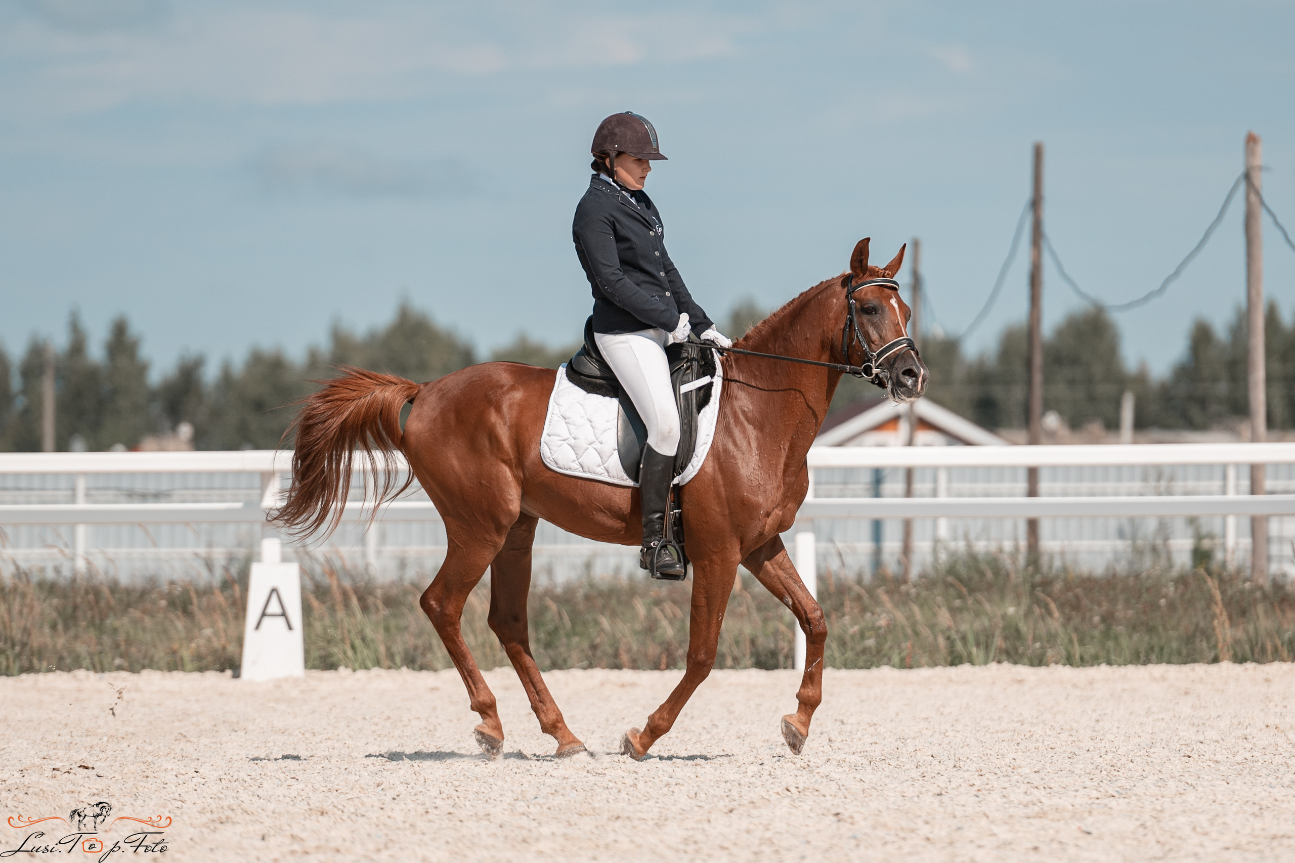 Открытая тренировка по выездке в КК Equipark. Конный и фотограф с животными в Твери Топталова Люся