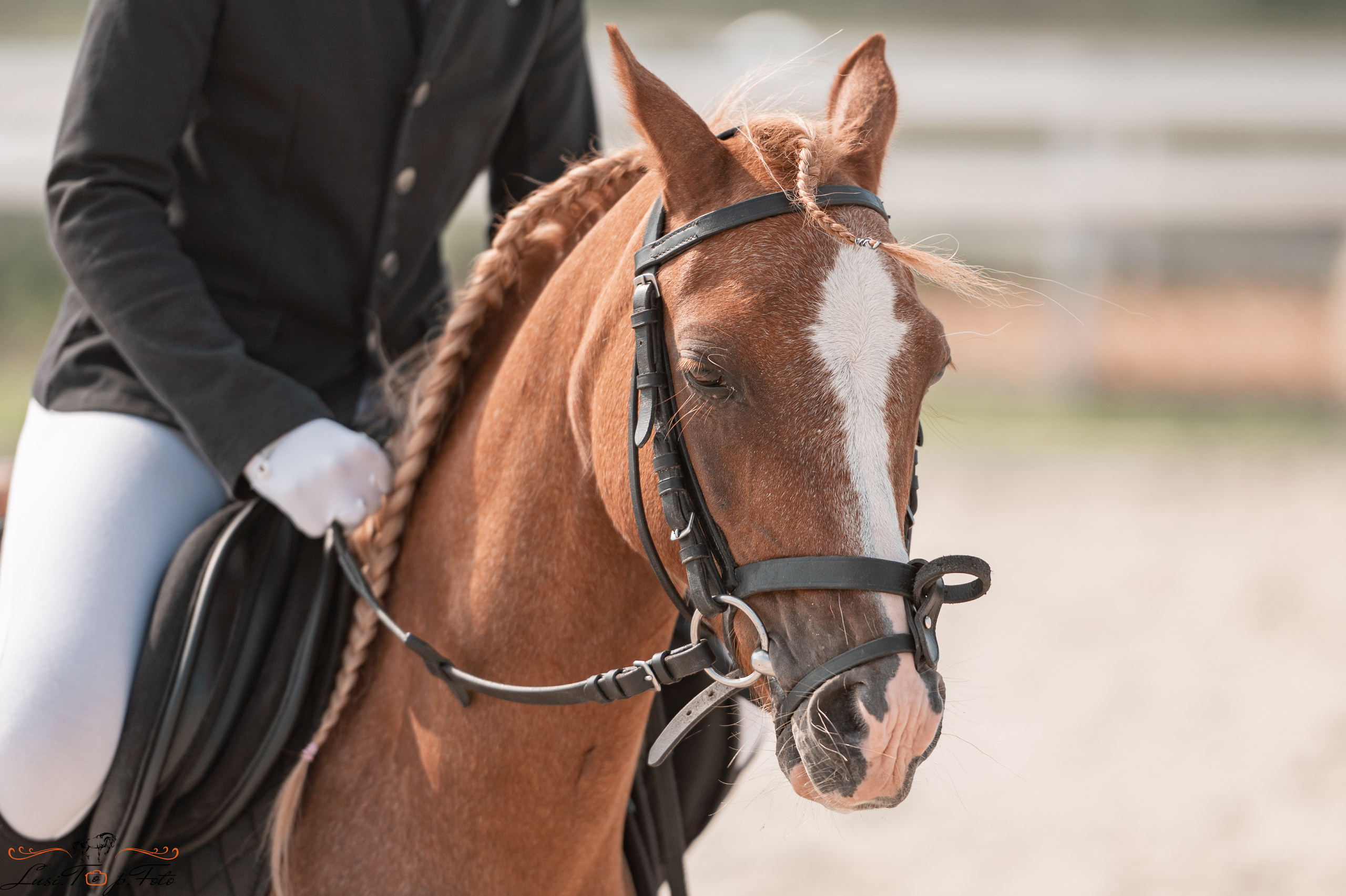Открытая тренировка по выездке в КК Equipark. Конный и фотограф с животными в Твери Топталова Люся