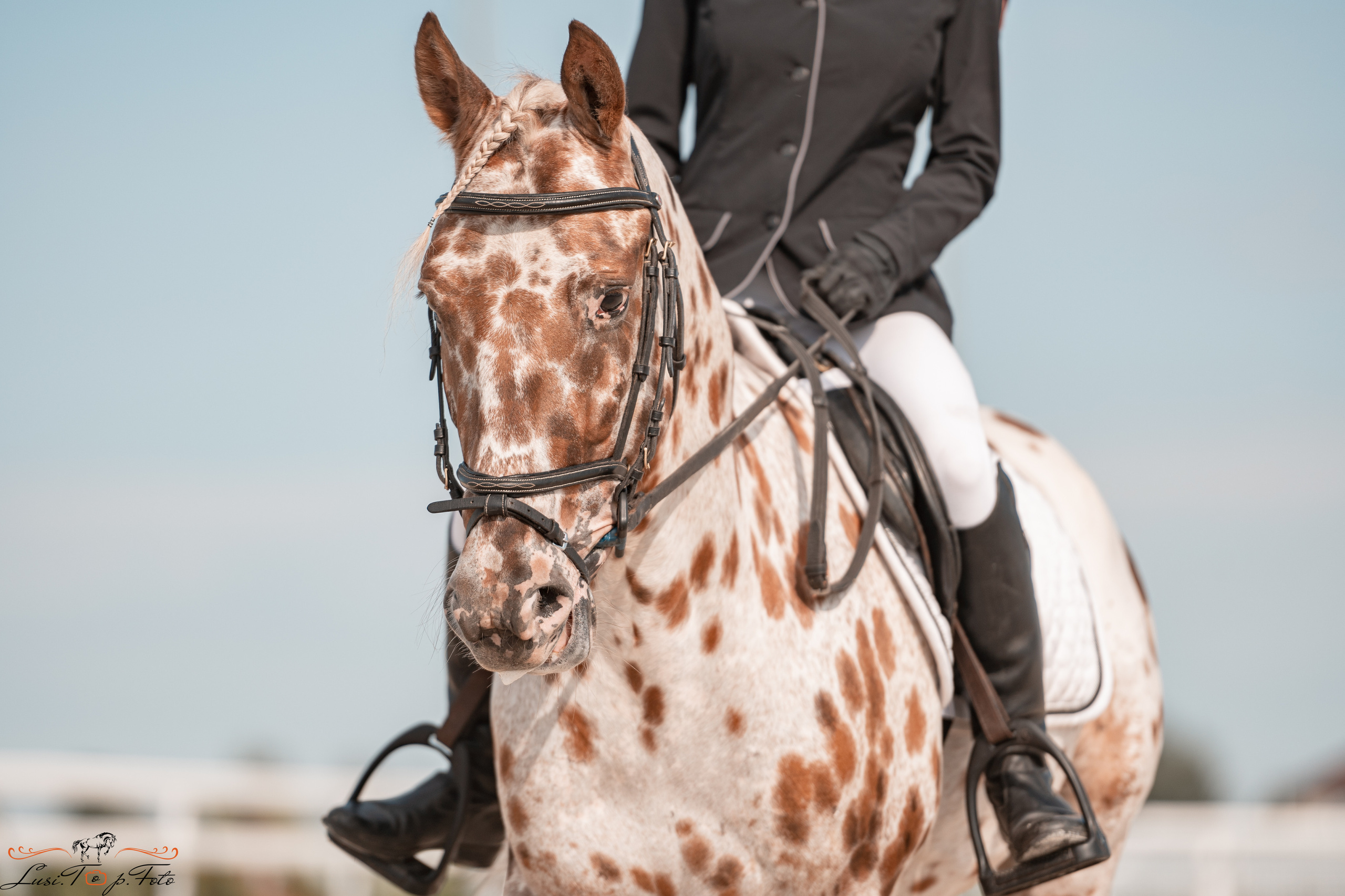 Открытая тренировка по выездке в КК Equipark. Конный и фотограф с животными в Твери Топталова Люся