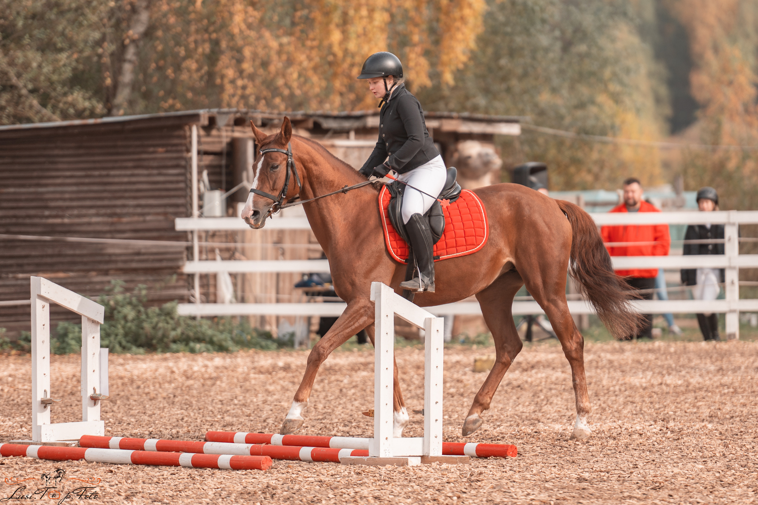 КК Траверсале Конкур. Конный и фотограф с животными в Твери Топталова Люся