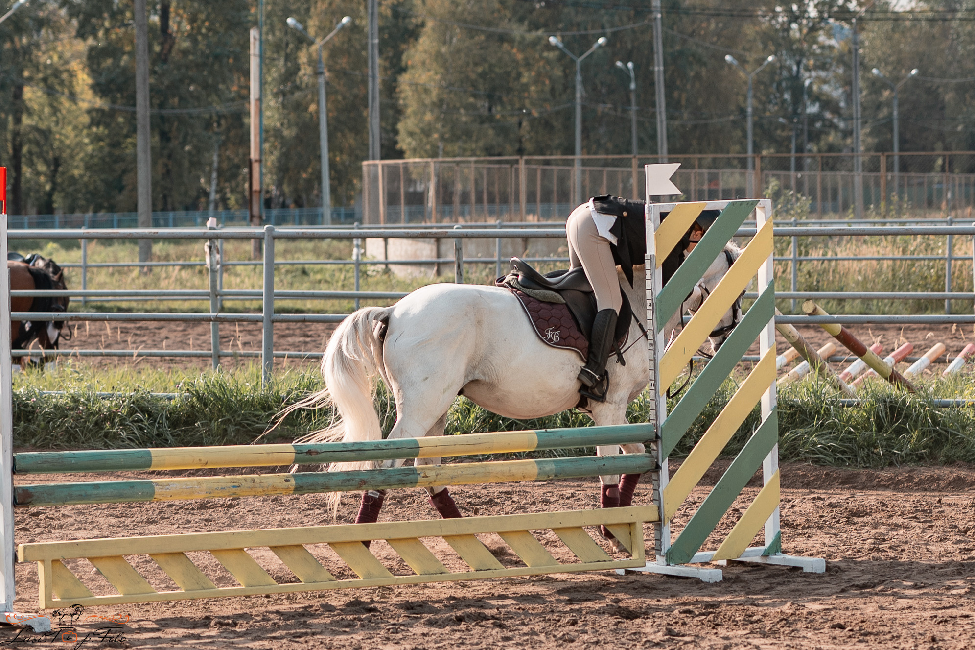 Турнир по выездке и конкуру памяти Н. Ю. Серовой (второй день — конкур). Конный и фотограф с животными в Твери Топталова Люся
