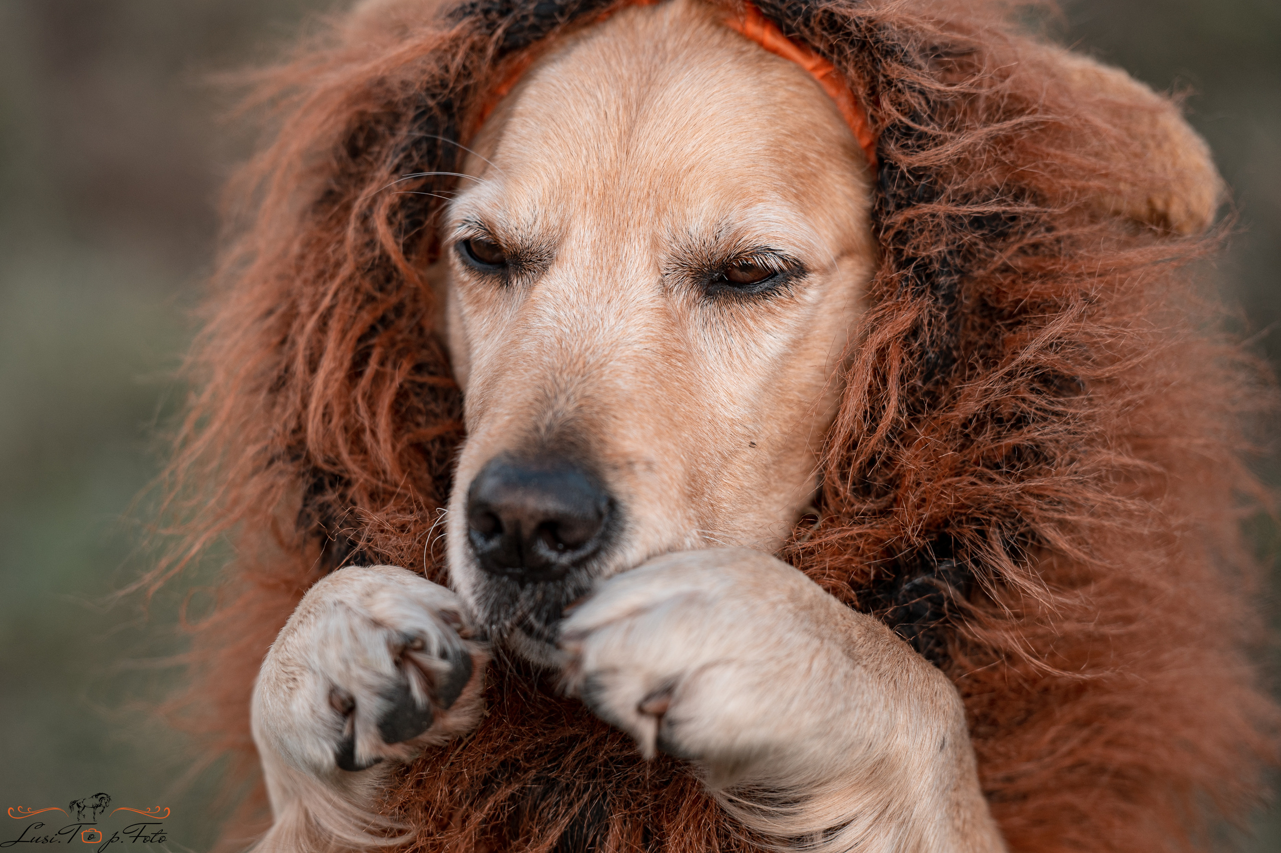 Турнир по выездке и конкуру памяти Н. Ю. Серовой (второй день — конкур). Конный и фотограф с животными в Твери Топталова Люся