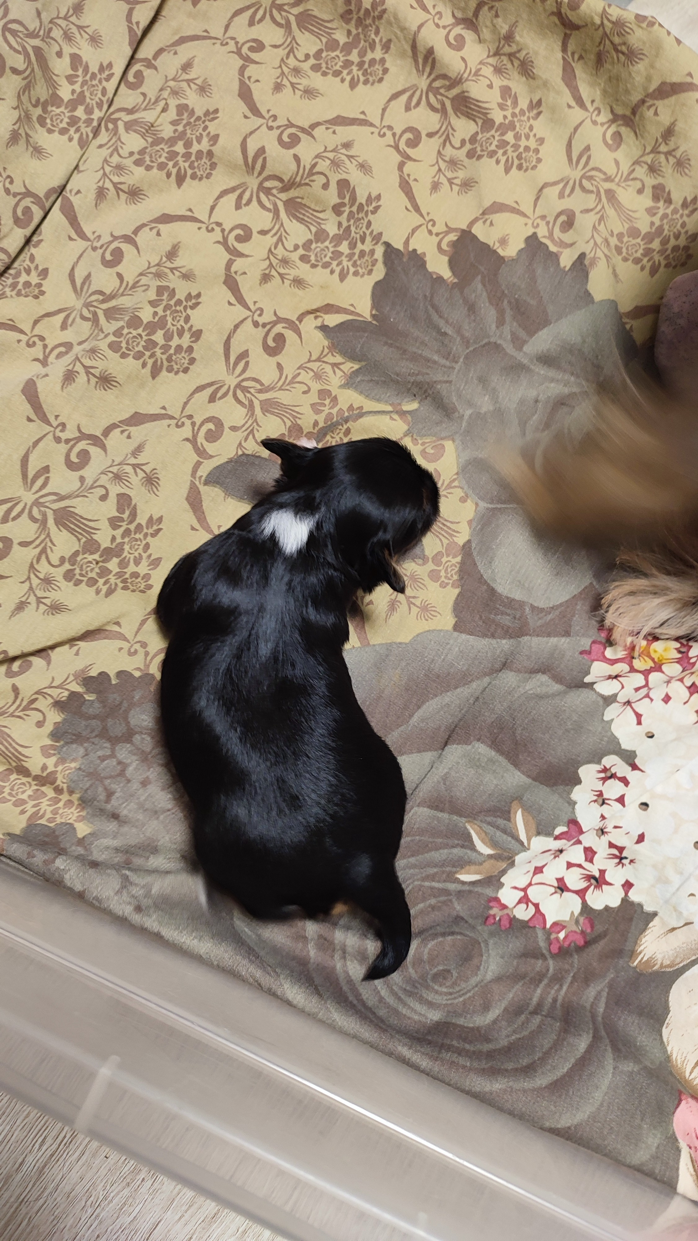 😊💋 Мы открыли глазки. Питомник китайских хохлатых собак Poale Ell: купить щенка