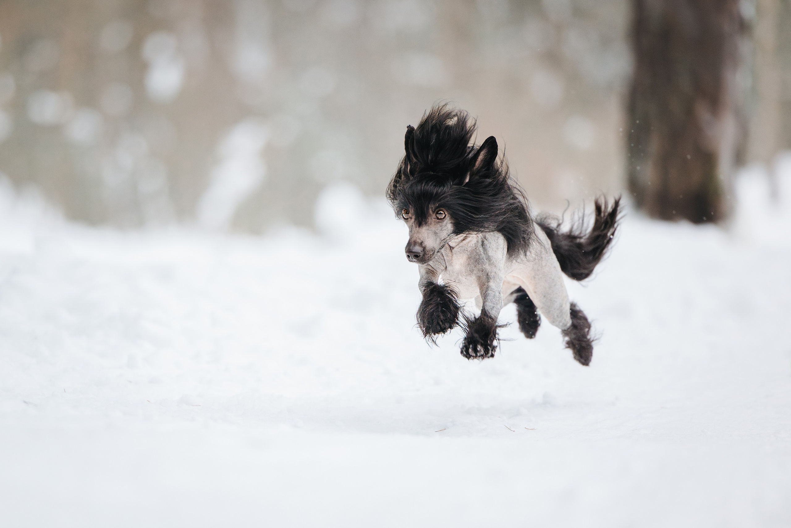 Фотограф анималист Осипчикова Мария