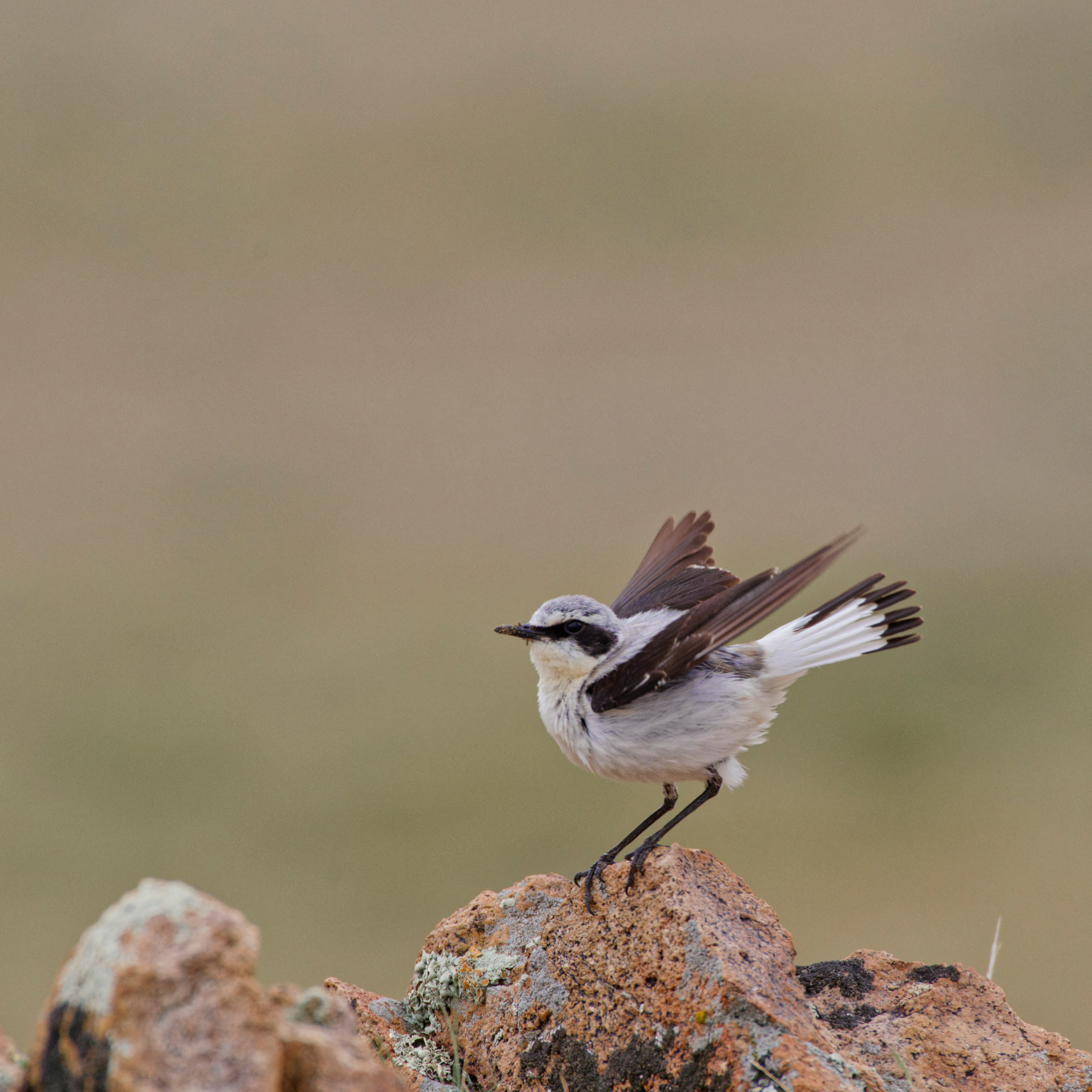 Экспедиция в Монголию (котловина больших озер). Семоха Валерий. Фотограф
