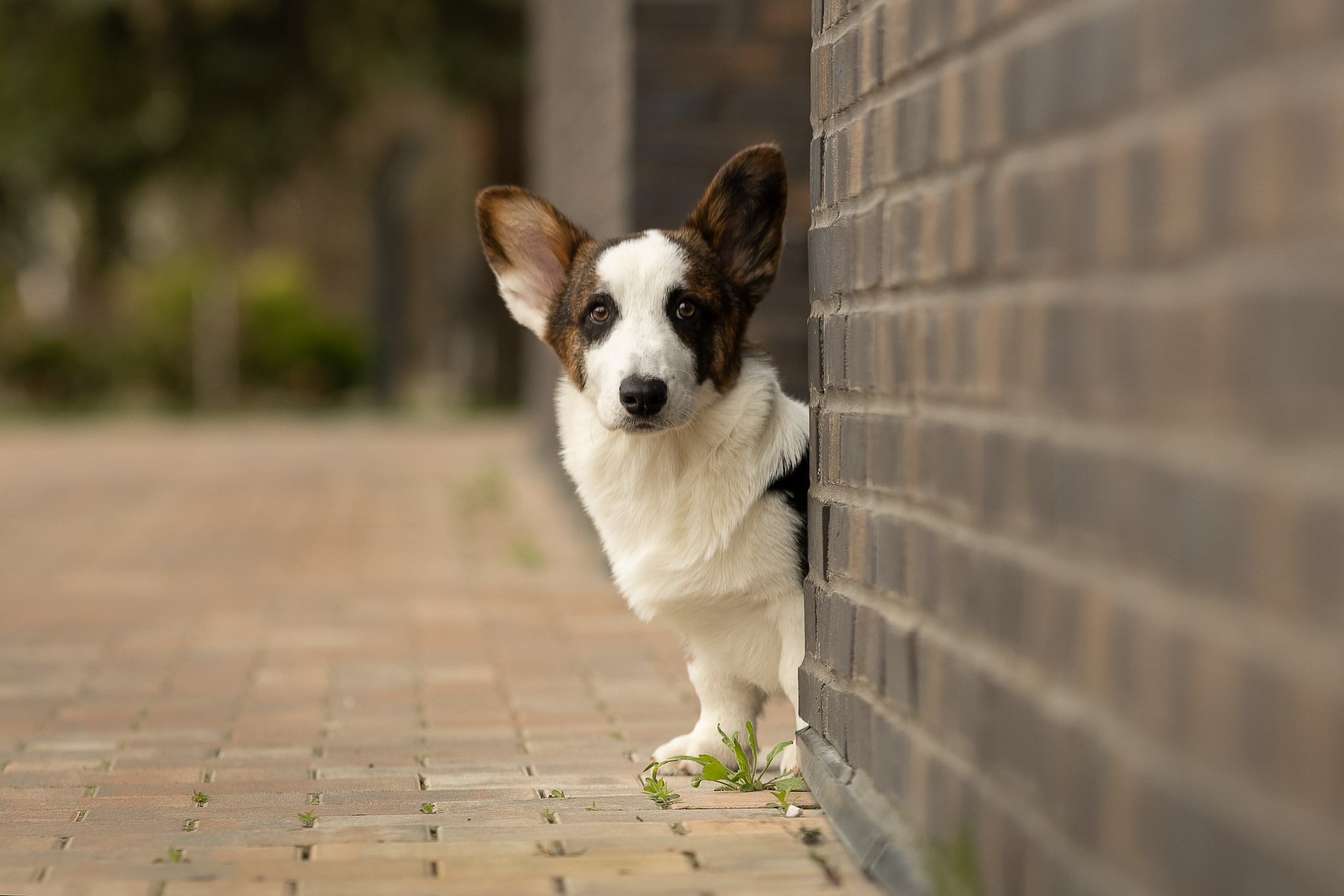 Купить щенка вельш корги кардиган из питомника Ice Fantasy. Купить щенка Вельш-корги-кардиган в семейном питомнике — Ice Fantasy
