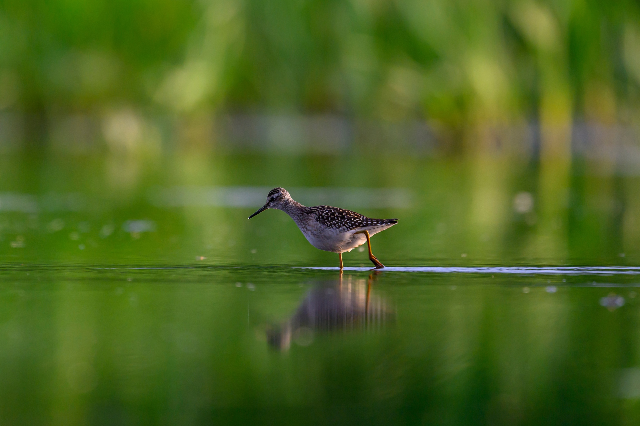 Веретенники, фифи и турухтаны. Godwits, Wood sandpipers and Ruffs. Фотограф Сергей Пупонин