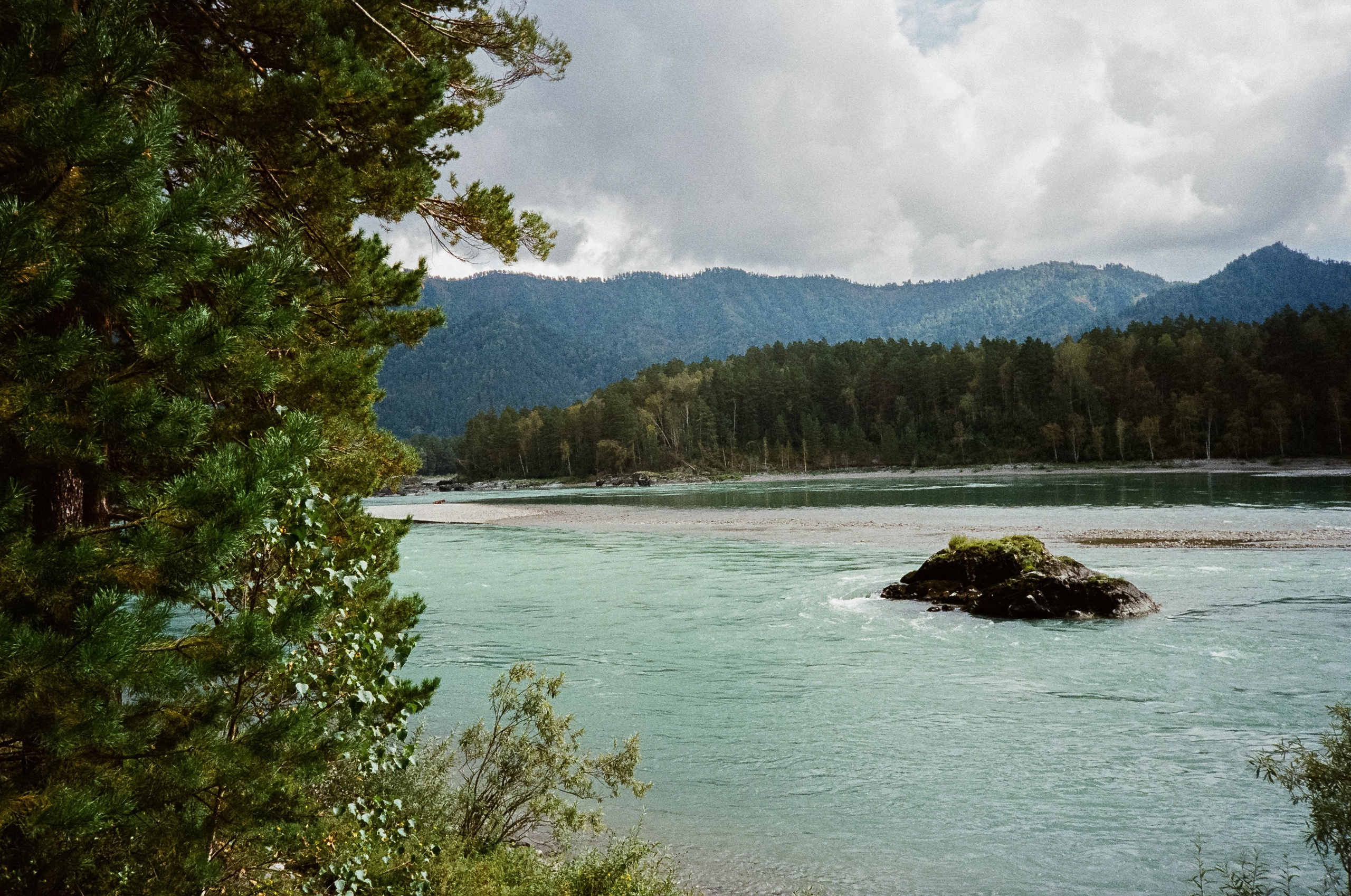 Катунь и сосны на базе Беррель. Ботанический сад. Фотограф-документалист Мария Осокина