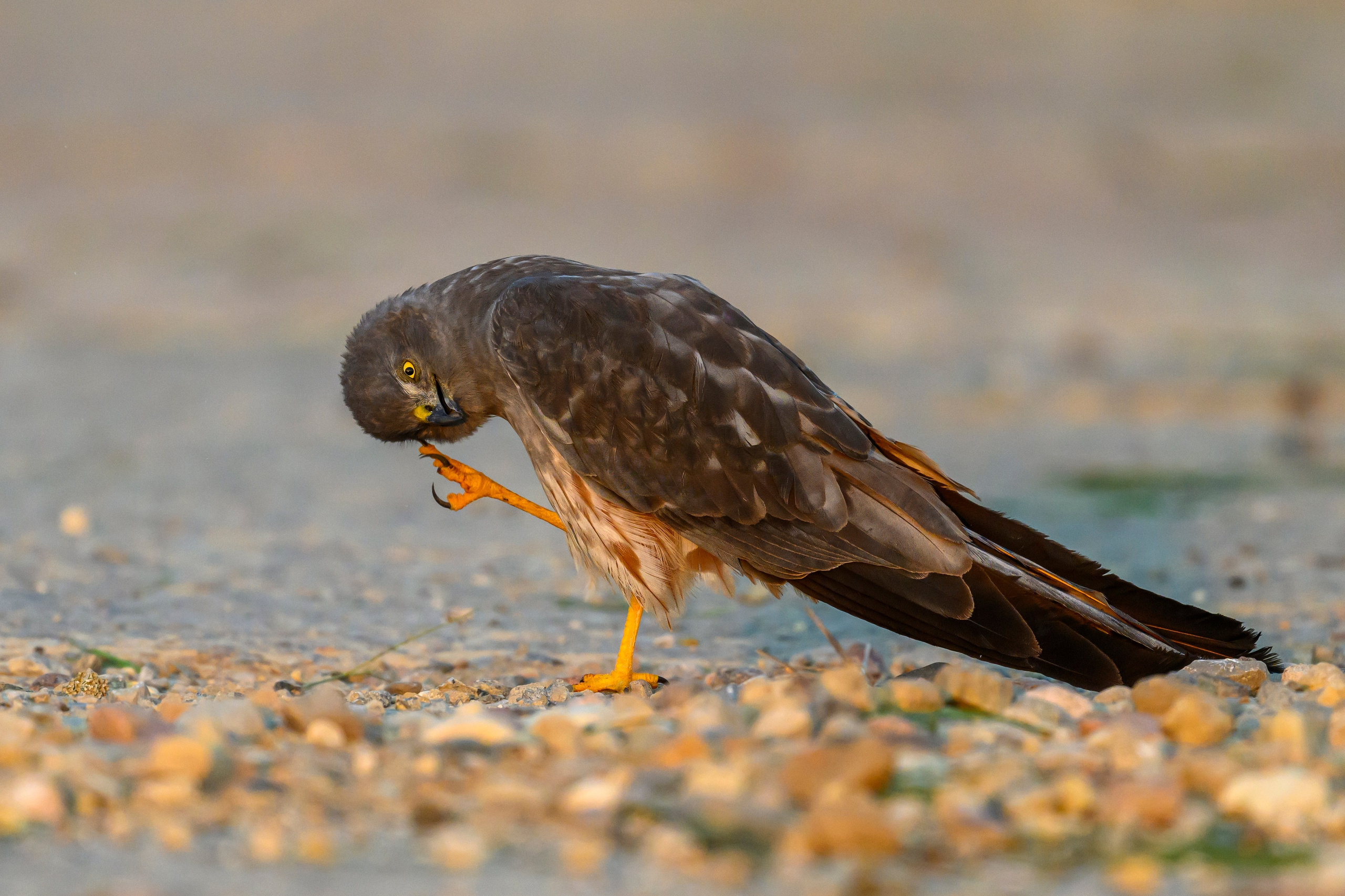 Лунь и коршуны. Harrier and Kites. Wildlife photography by Sergey Puponin