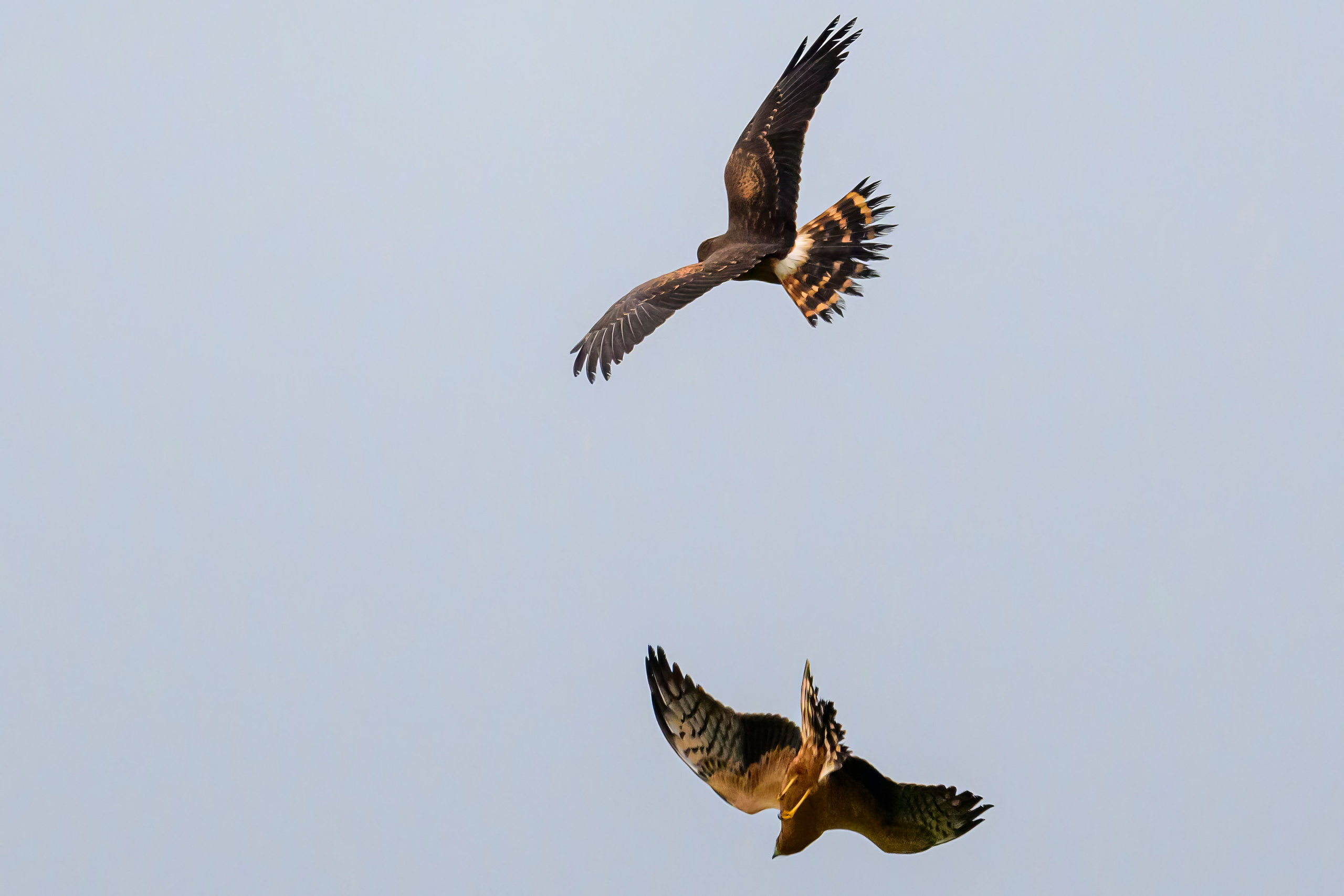 Журавли опять мимо. The cranes are passing by again. Фотограф Сергей Пупонин