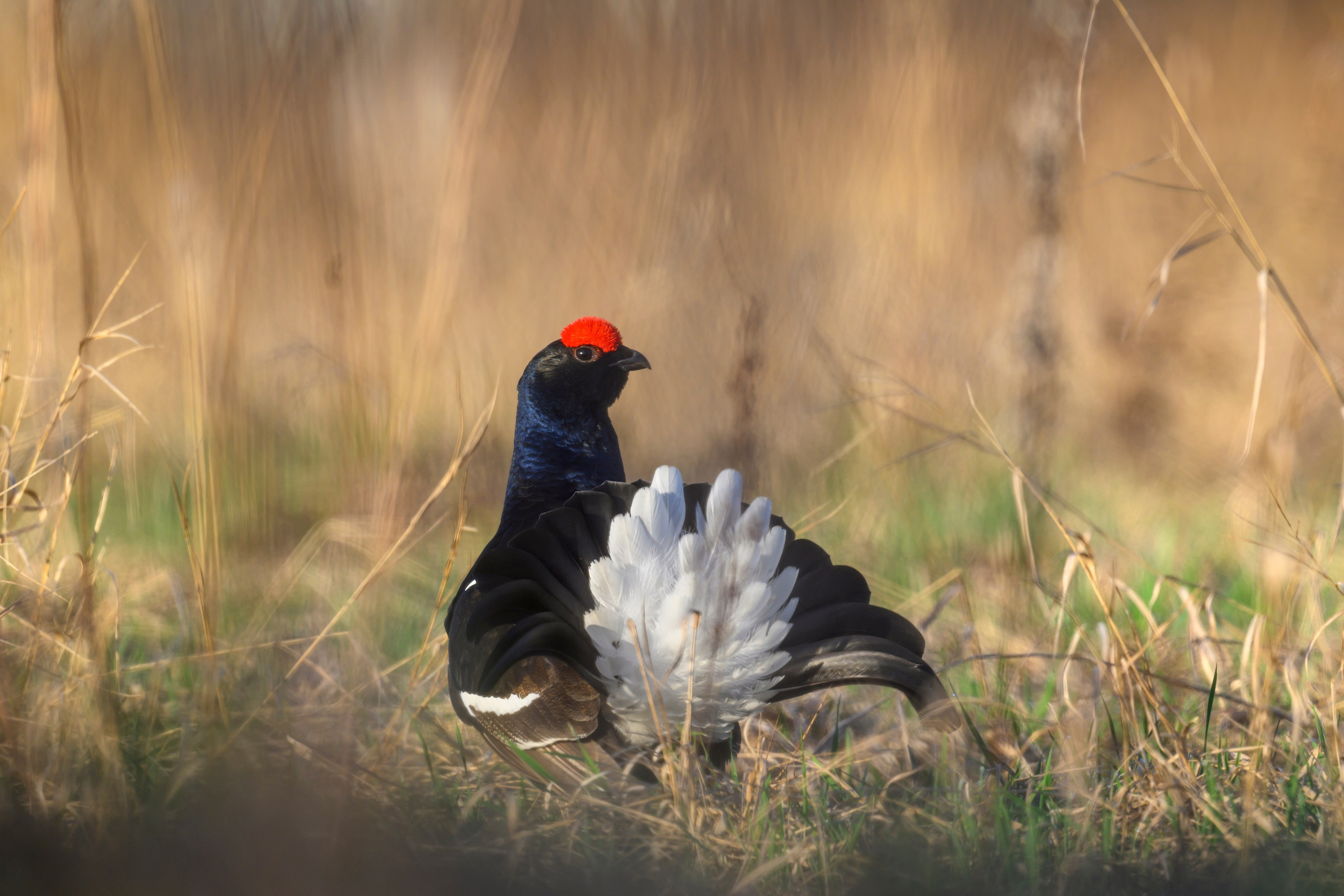 Тетерев. Wildlife photography by Sergey Puponin