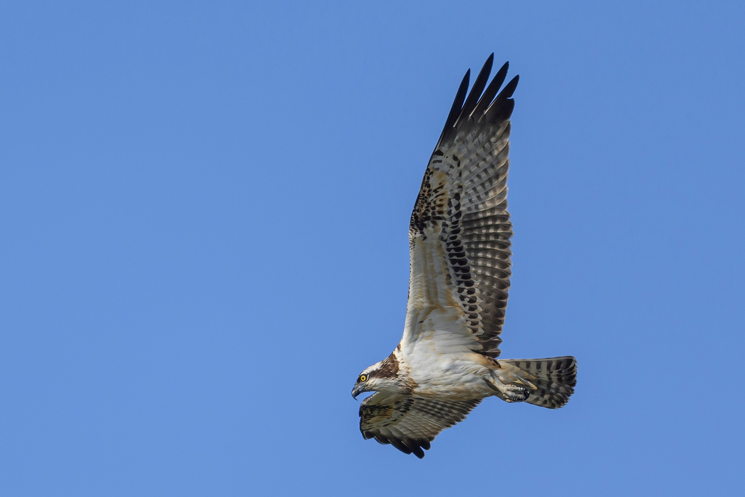 Скопа и канюк. The Osprey and the Buzzard. Фотограф Сергей Пупонин