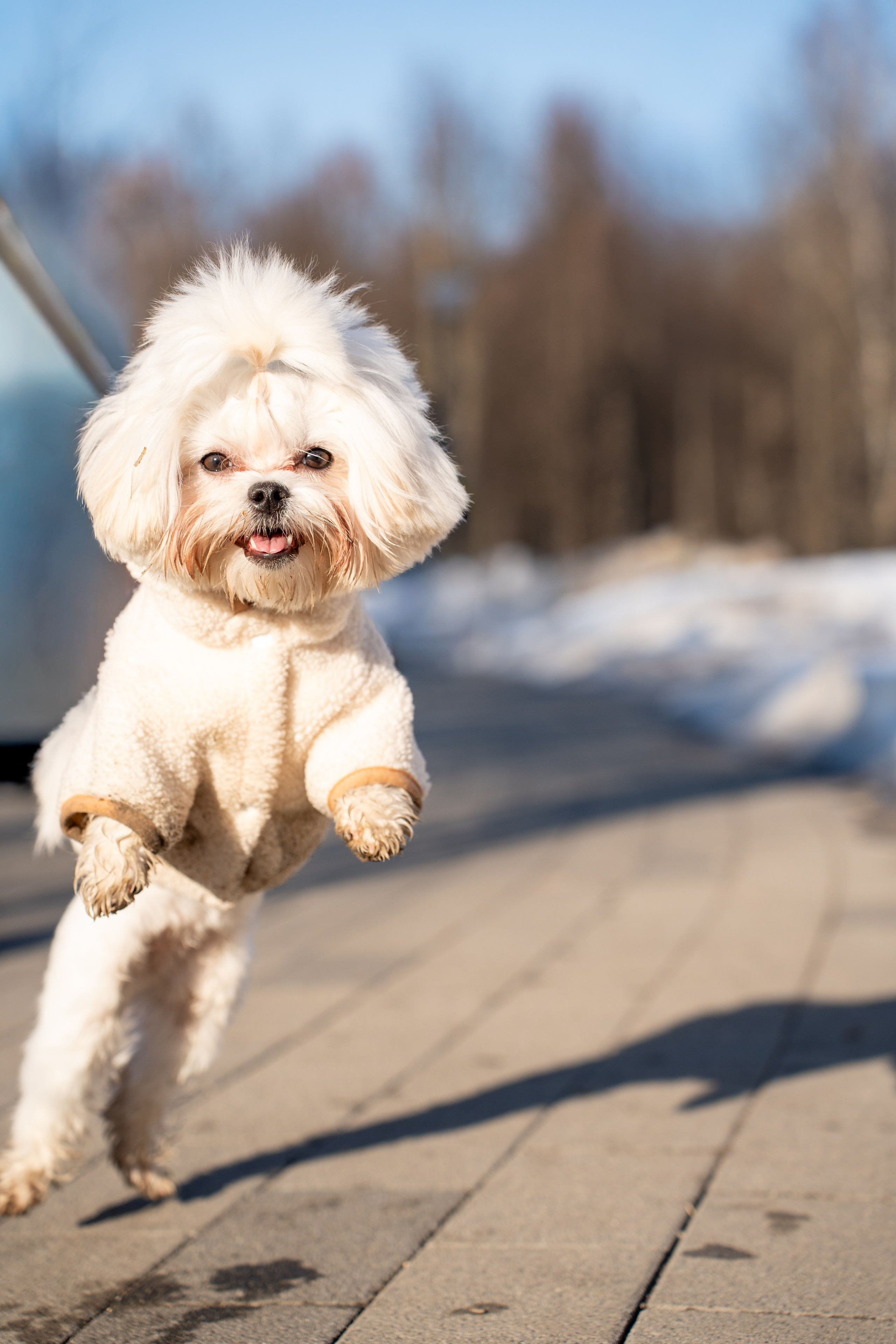 Фотограф Алиса Счастливая | Свадьбы, дети, спорт | Москва