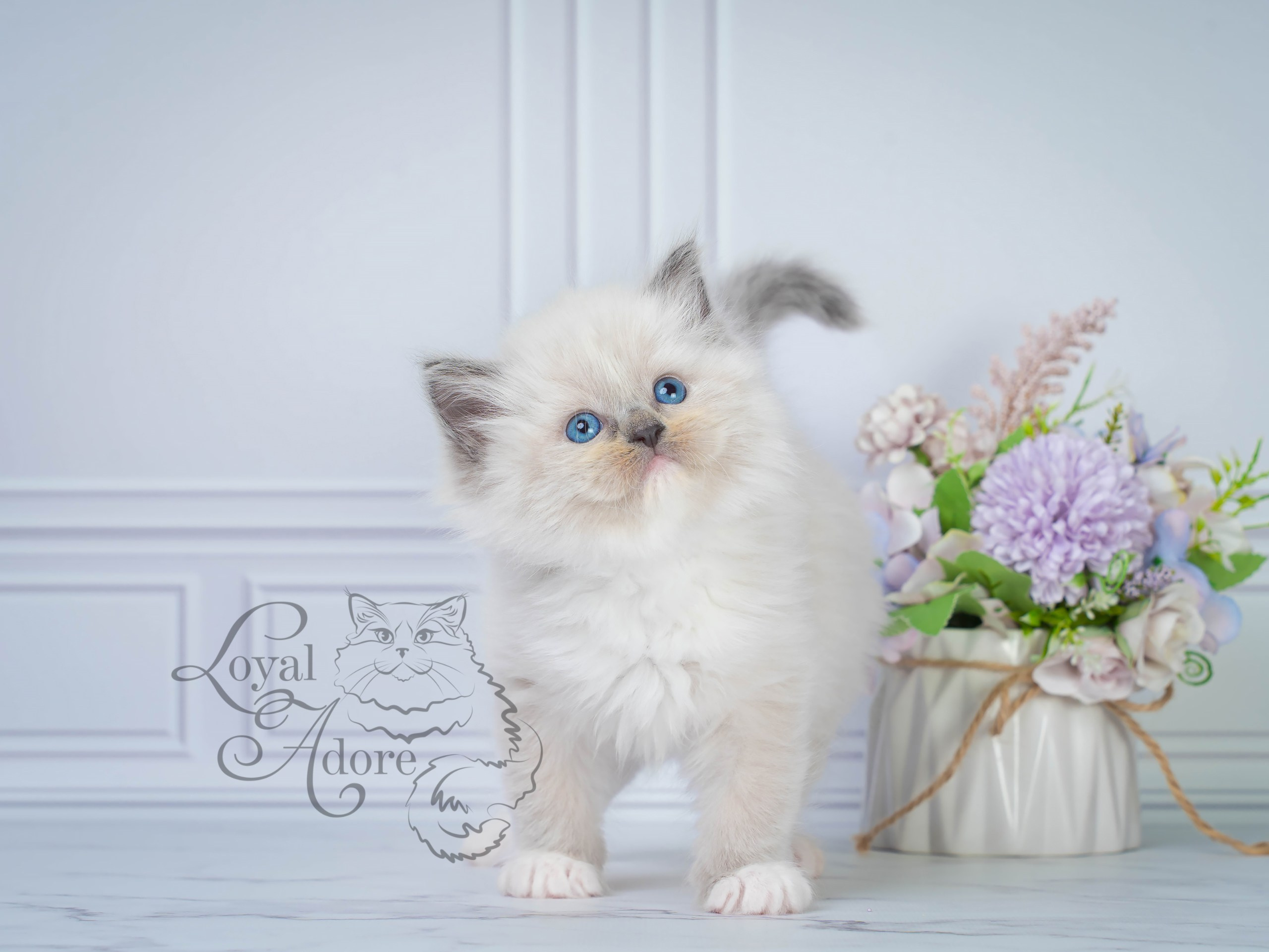 Все свободные котята. Питомник рэгдолл Loyal Adore