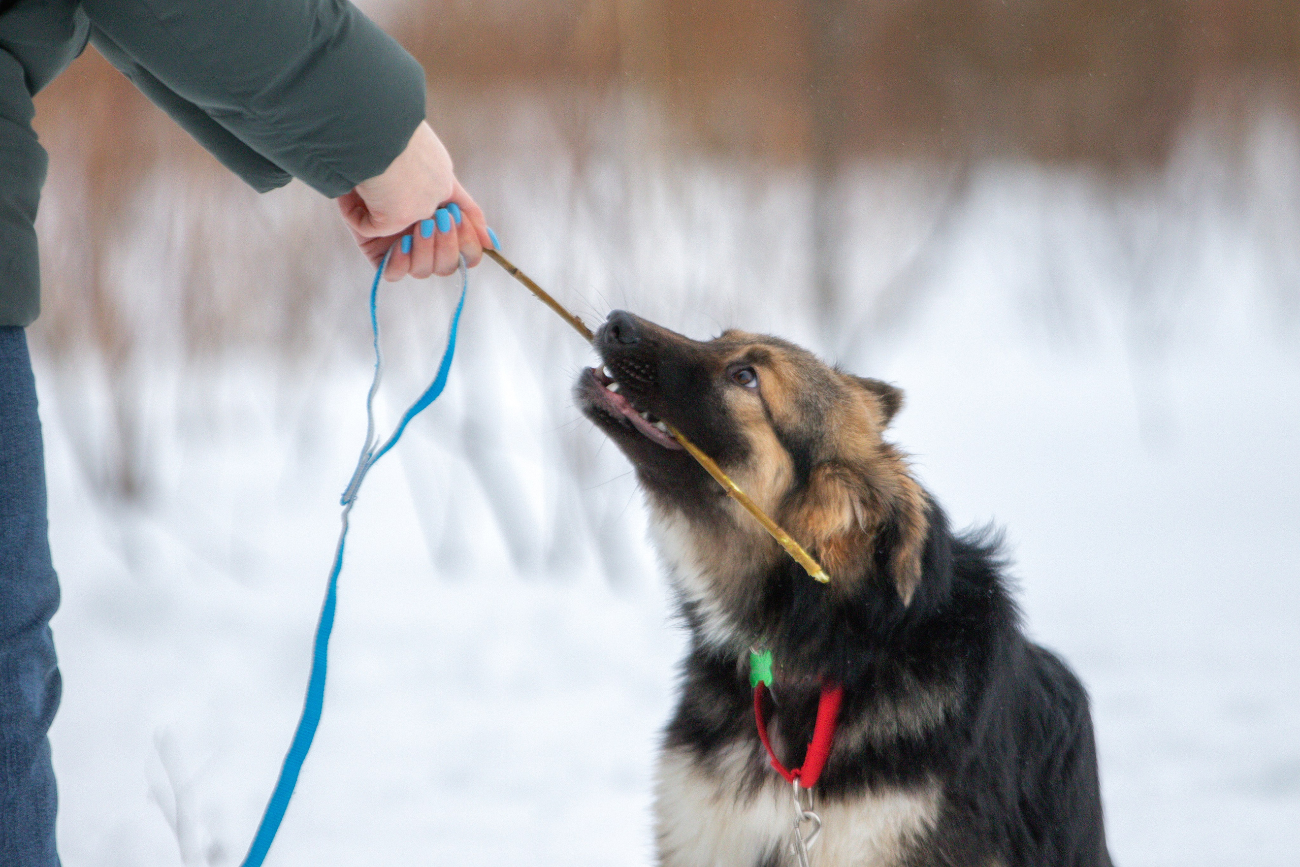 Прогулка в поле с Милкой. Фотограф-анималист Юлия Зубкова