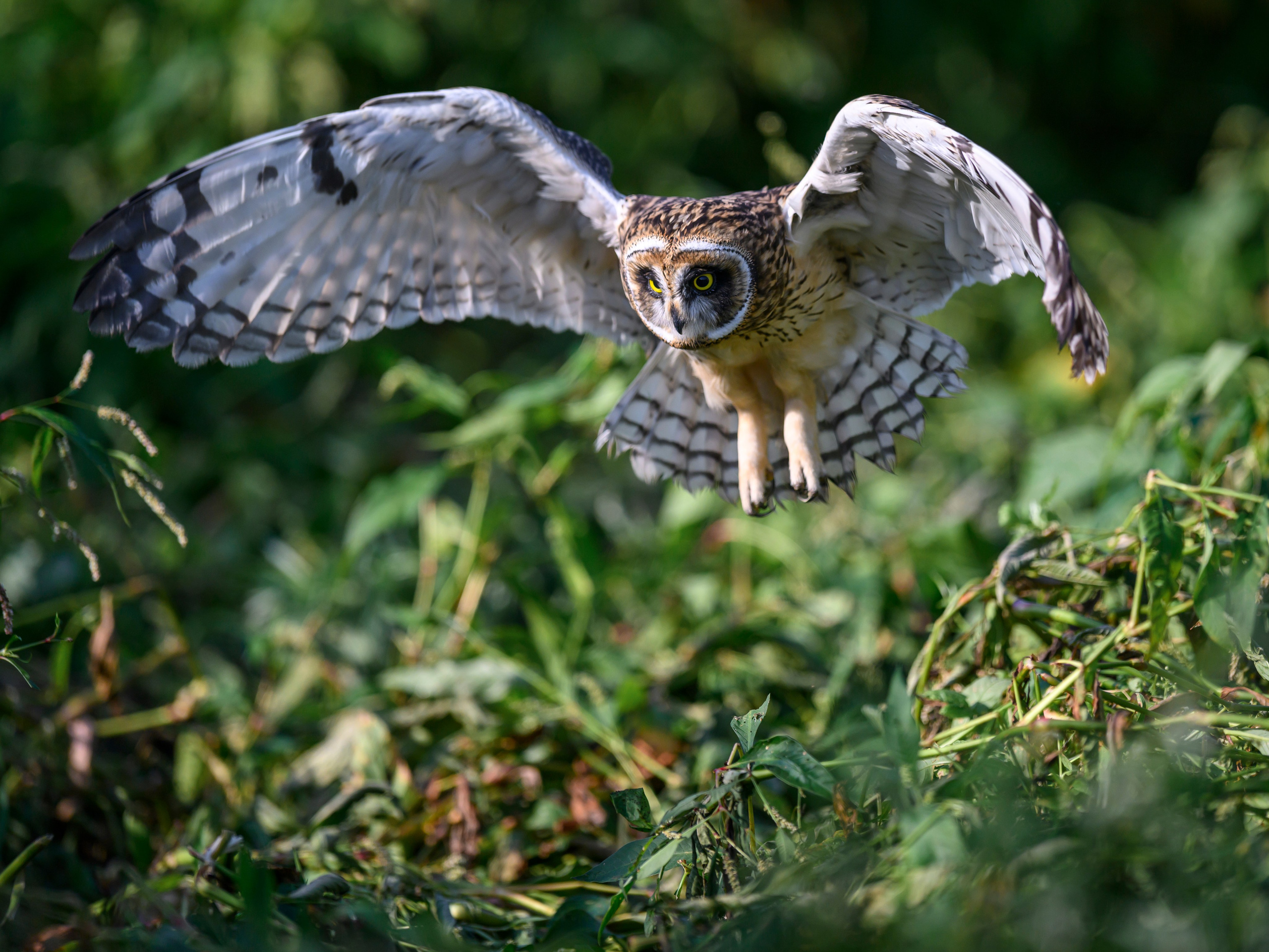 Утро с совятами. Morning with owlets. Wildlife photography by Sergey Puponin