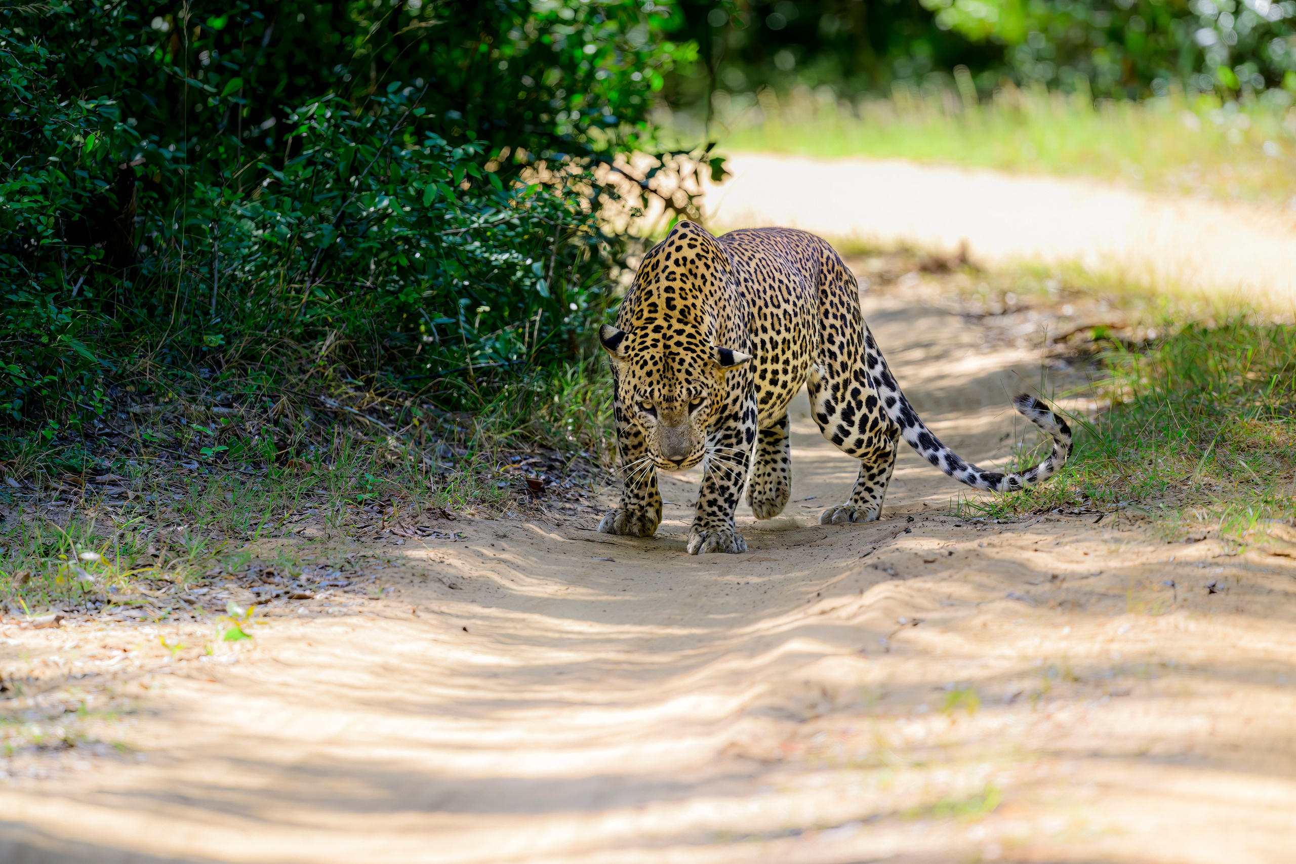 Большие кошки | Big cats. Фотограф Сергей Пупонин