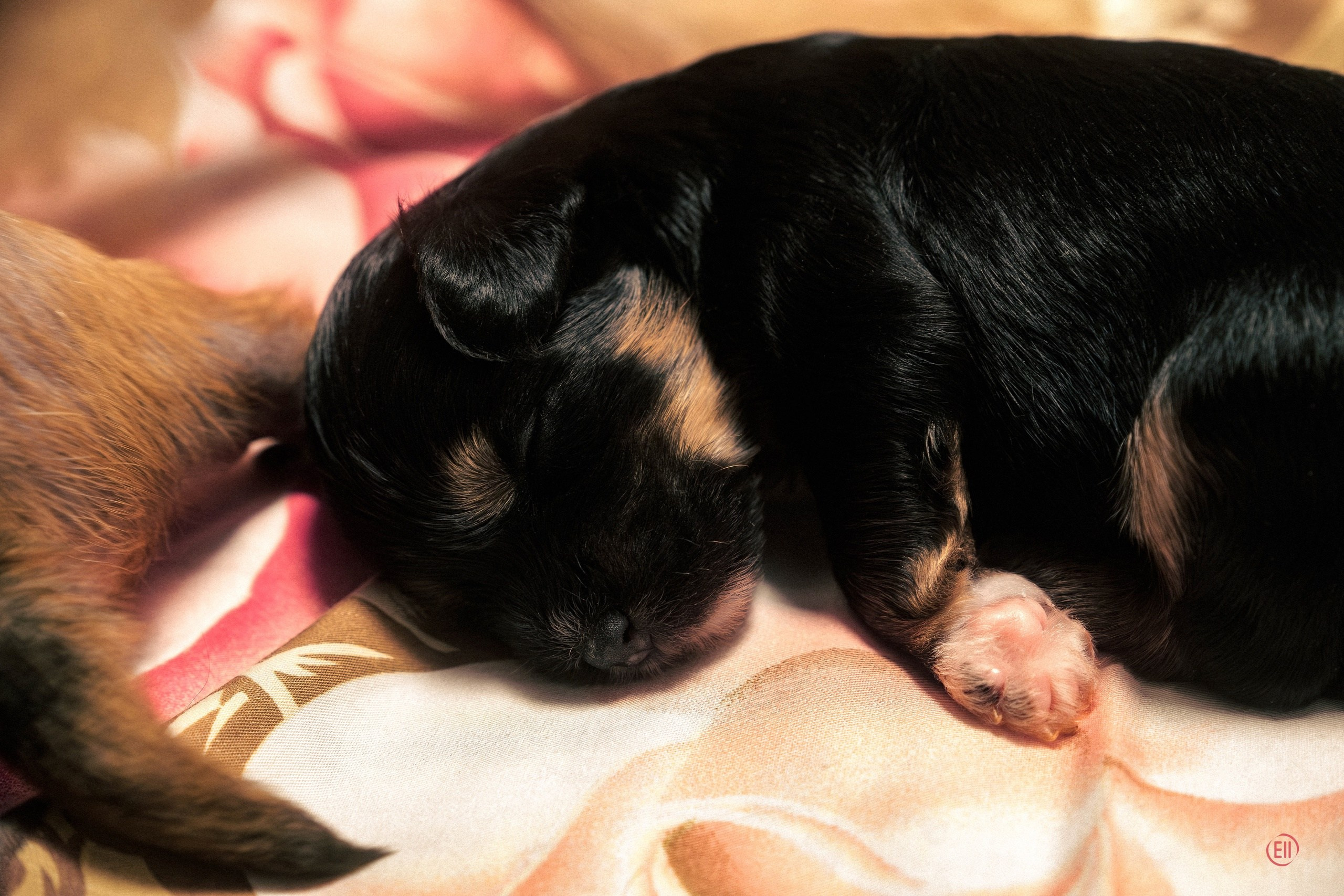 Poale Ell Grace 19-й день