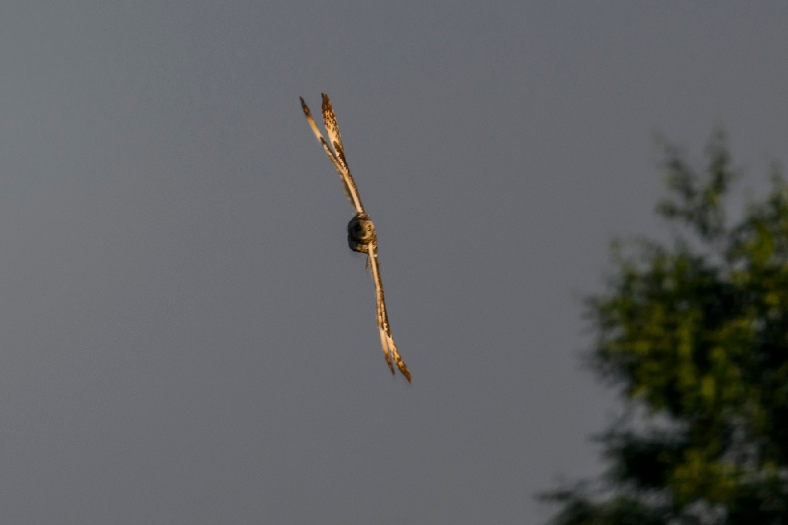 Битва сов и кормление совят. The Owl Battle and Feeding the Nestlings. Фотограф Сергей Пупонин