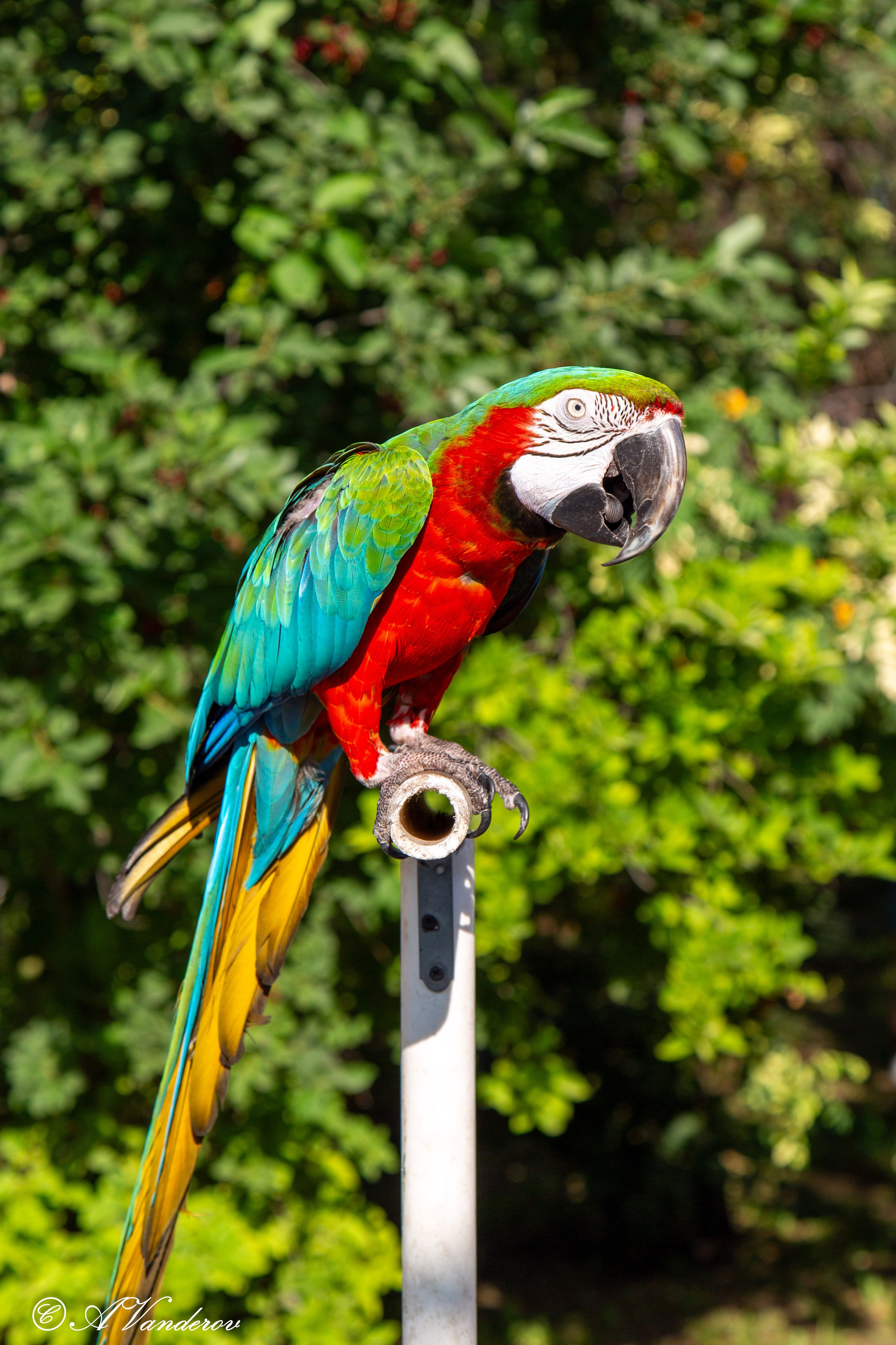 День города 03.08.2024. Фотограф Омск | Александр Вандеров