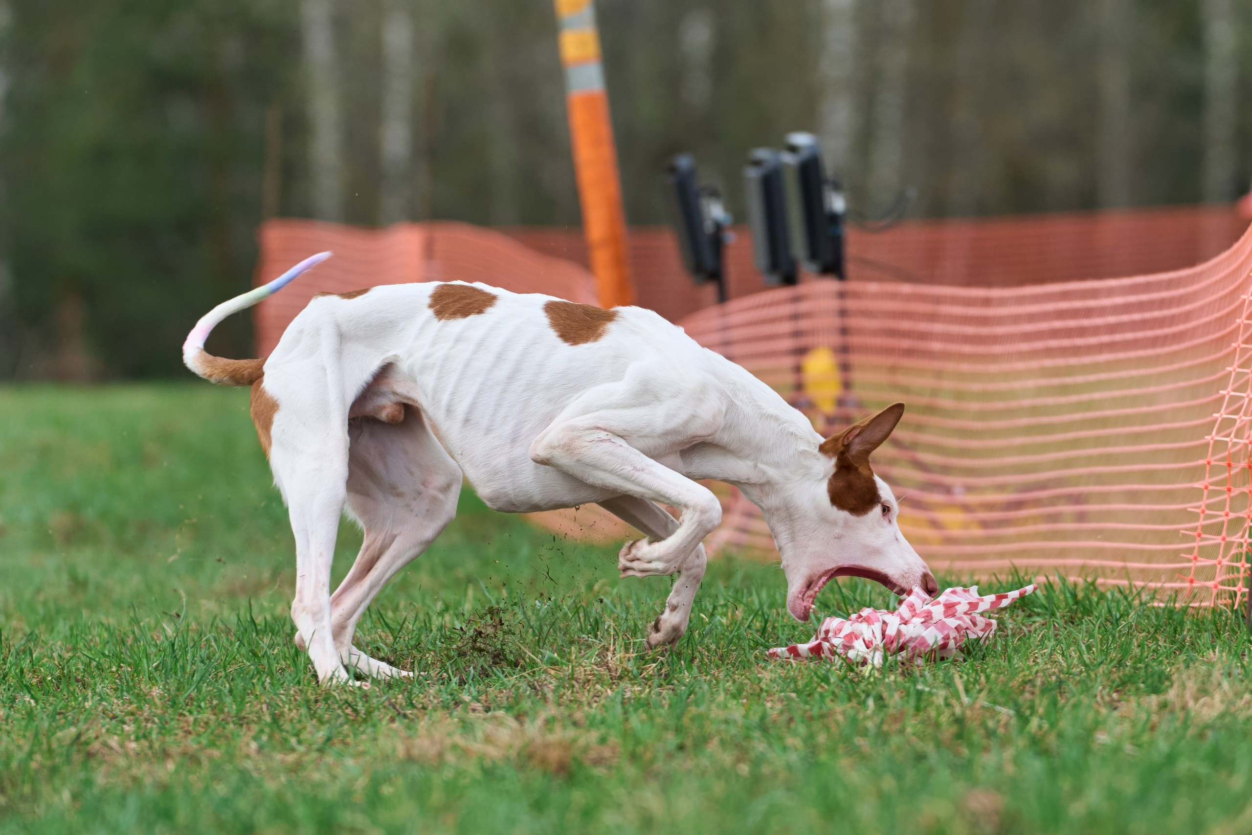 Квалификация по рейсингу. Фотограф-анималист Михаил Манухин
