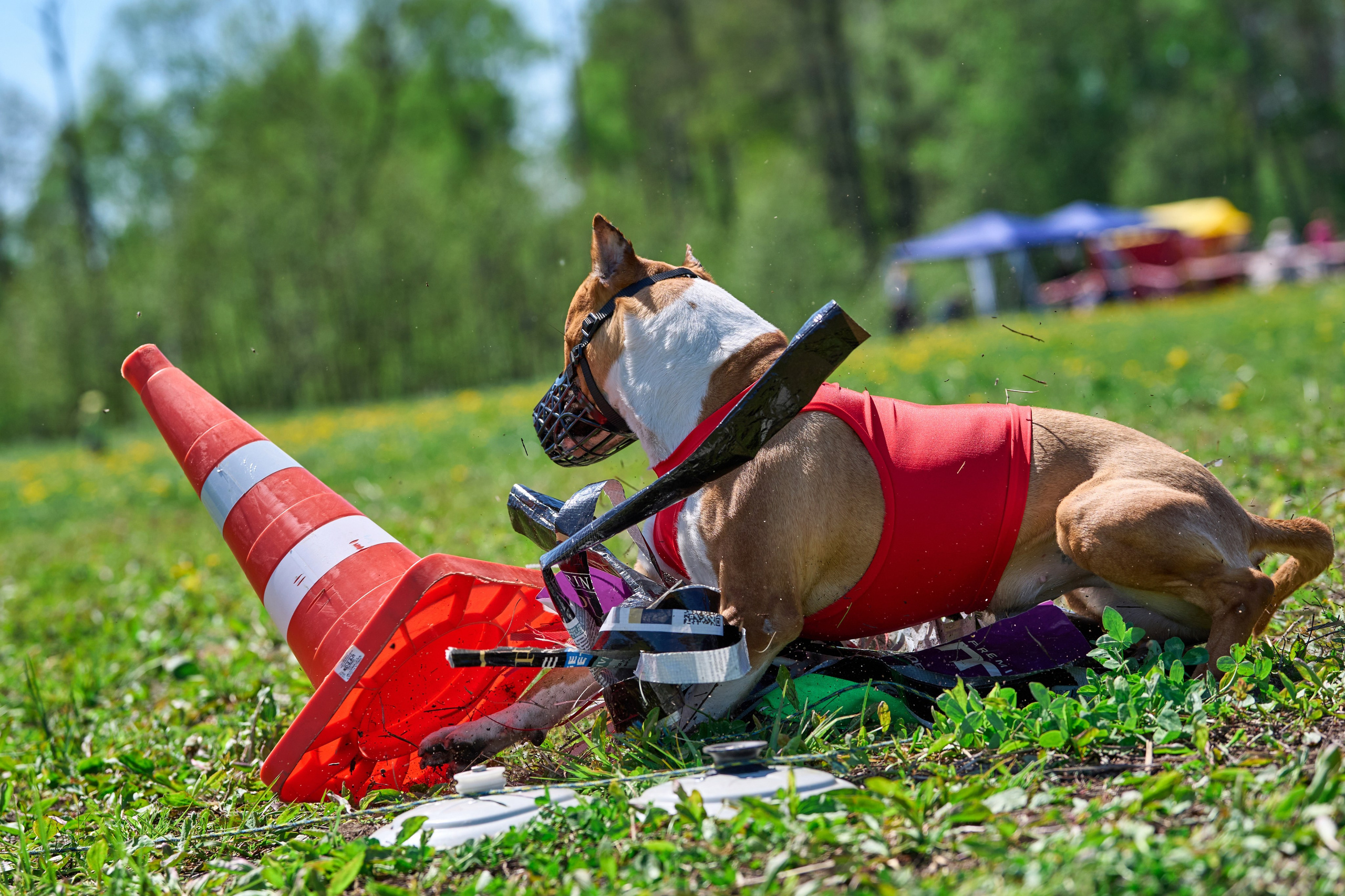 Квалификация по курсингу Донино. Фотограф-анималист Михаил Манухин