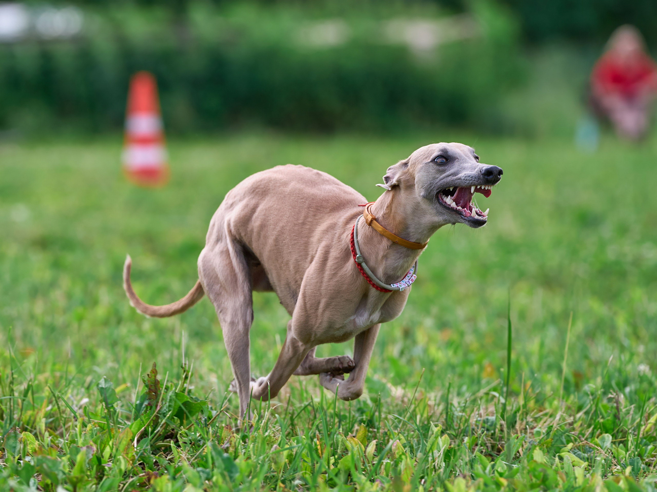 Тренировка по курсингу в Донино. Фотограф-анималист Михаил Манухин