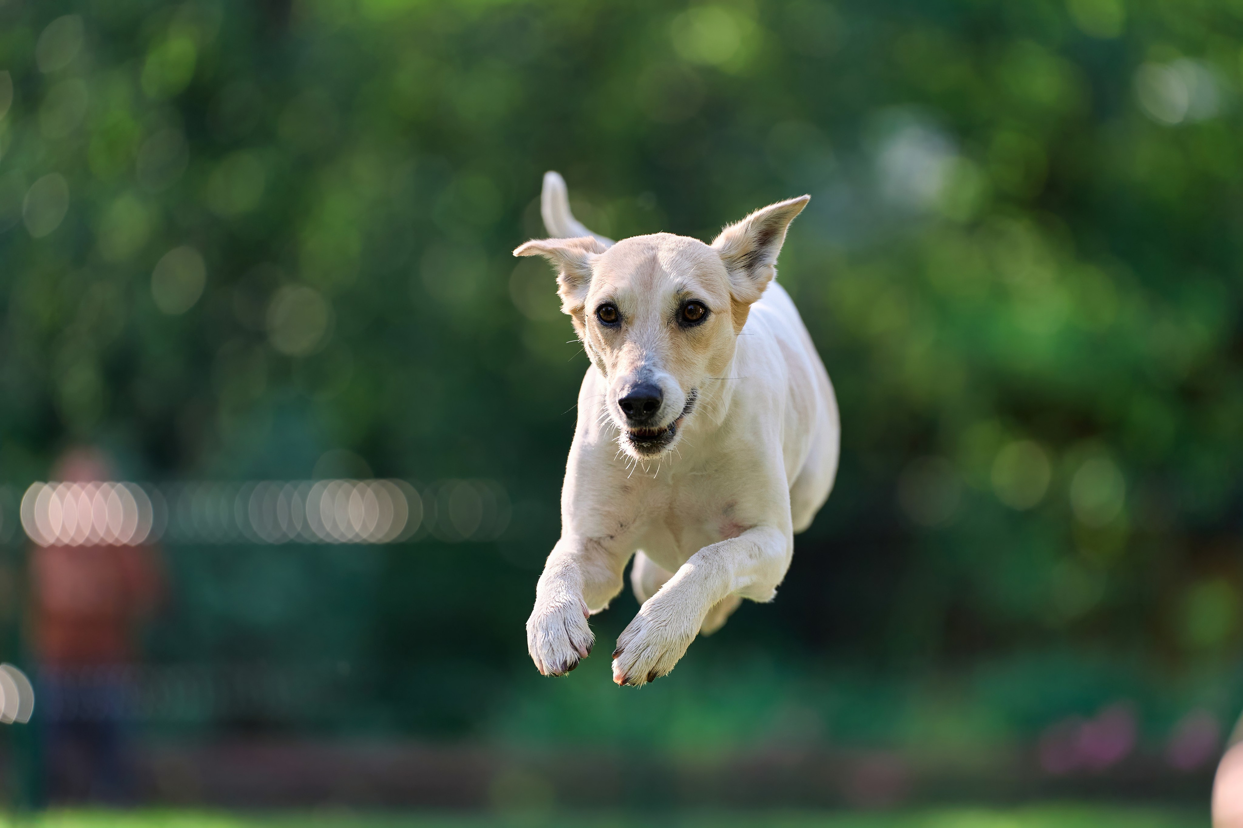 Двухдневные соревнования «Jump'n'Gym Fest — 2024». Фотограф-анималист Михаил Манухин