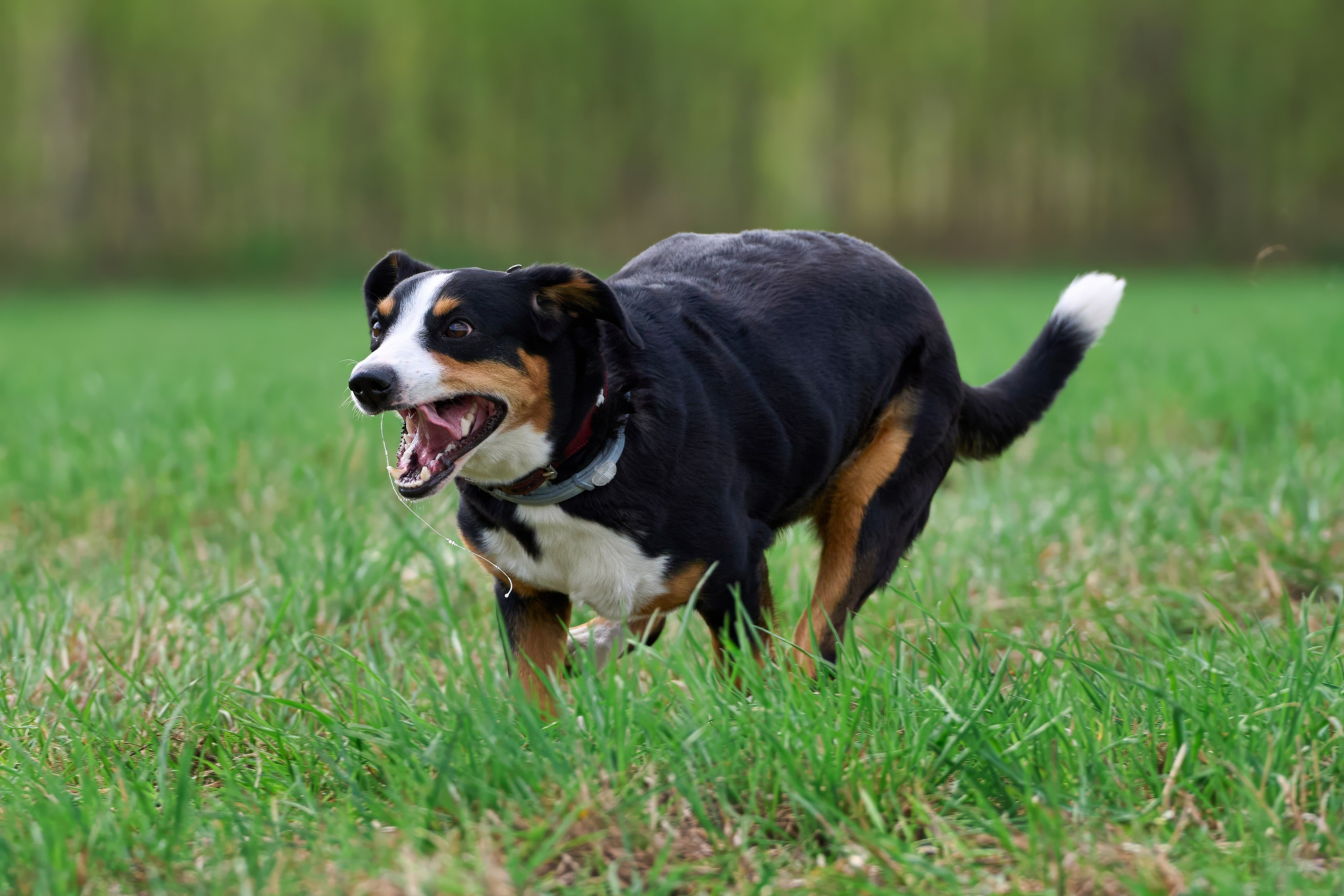 Тренировка по курсингу «на Ярославке». Фотограф-анималист Михаил Манухин