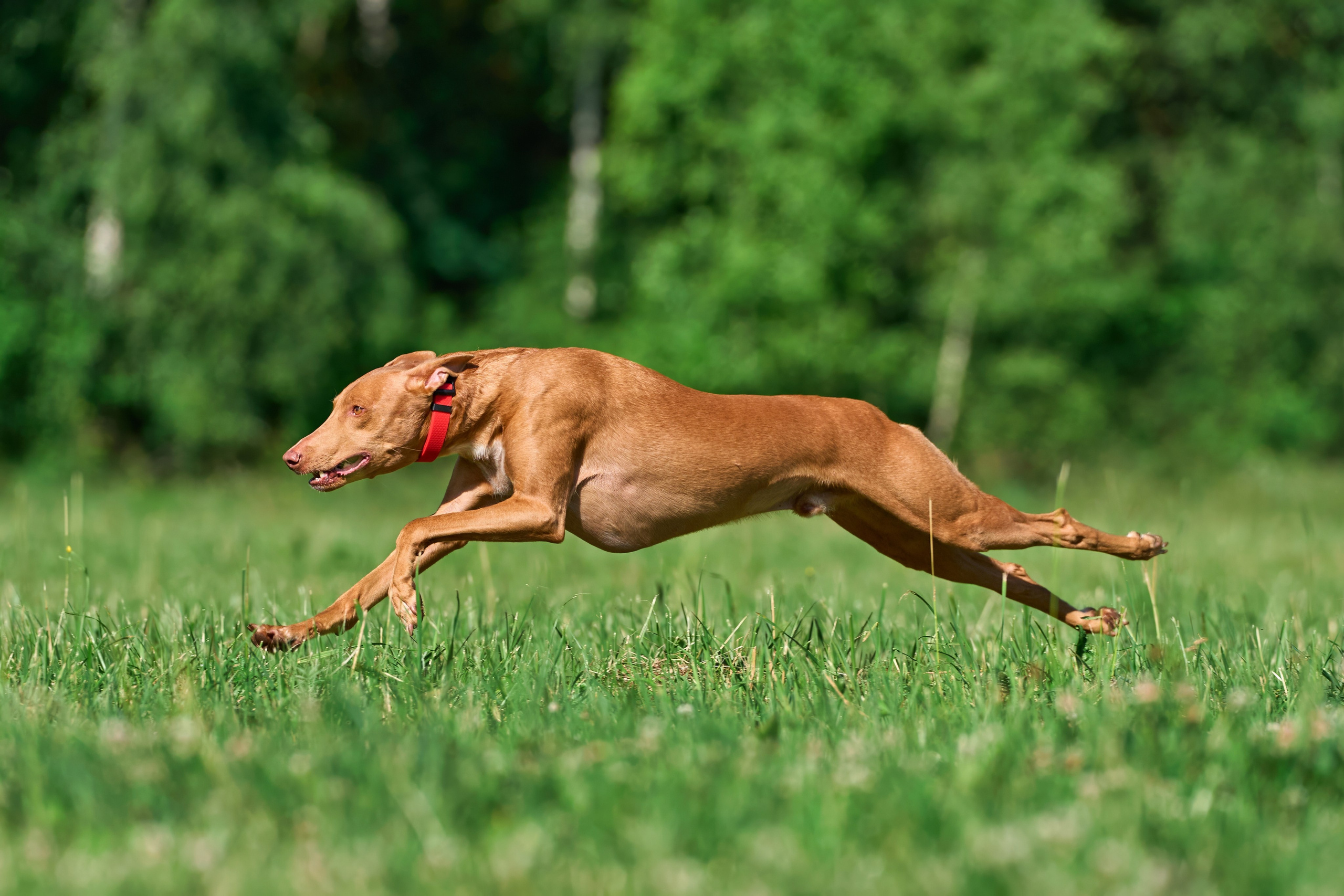 Тренировка по курсингу в Донино. Фотограф-анималист Михаил Манухин