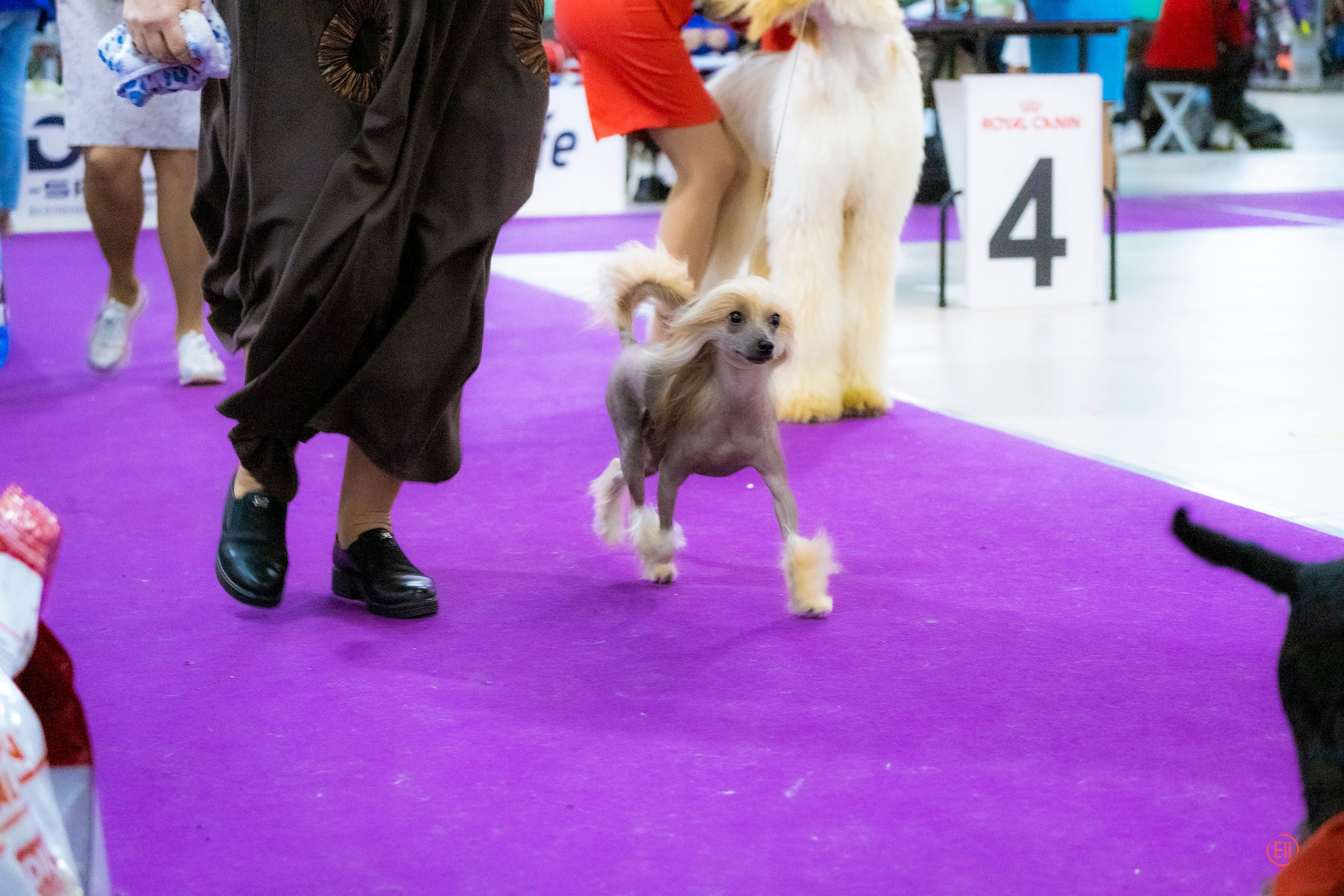 Poale Ell Cooper. Chinese Crested Dog Kennel Poale Ell