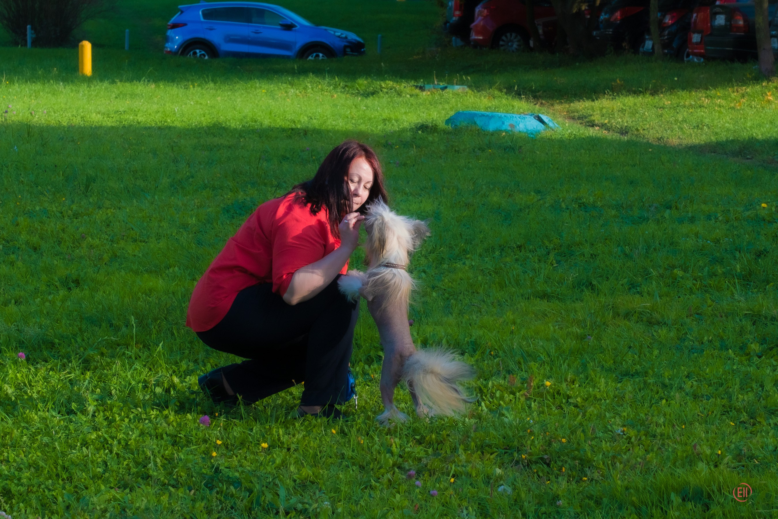Poale Ell Clare — Junior Champion of Russia. Chinese Crested Dog Kennel Poale Ell