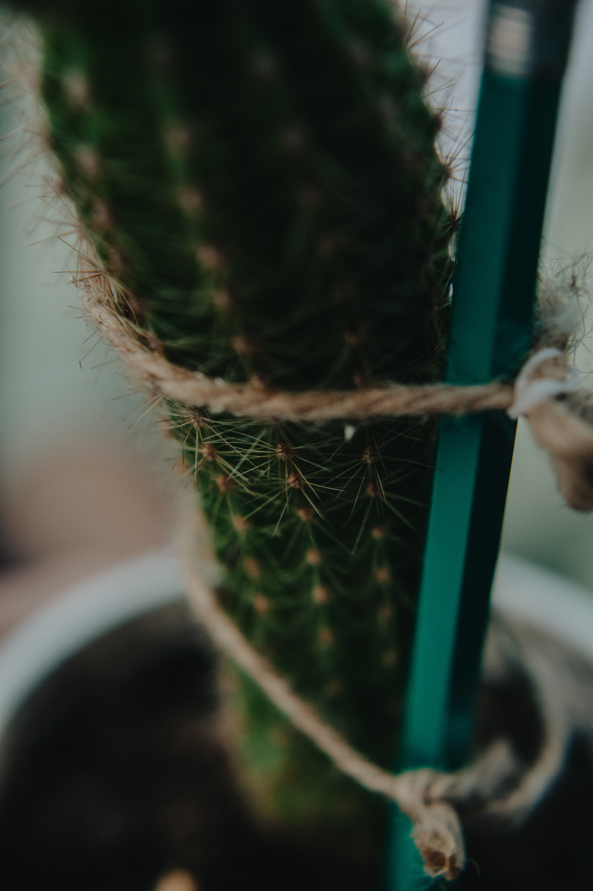 Музыкальный сад арт комьюнити «ветер». Контент фотограф Илья Урс