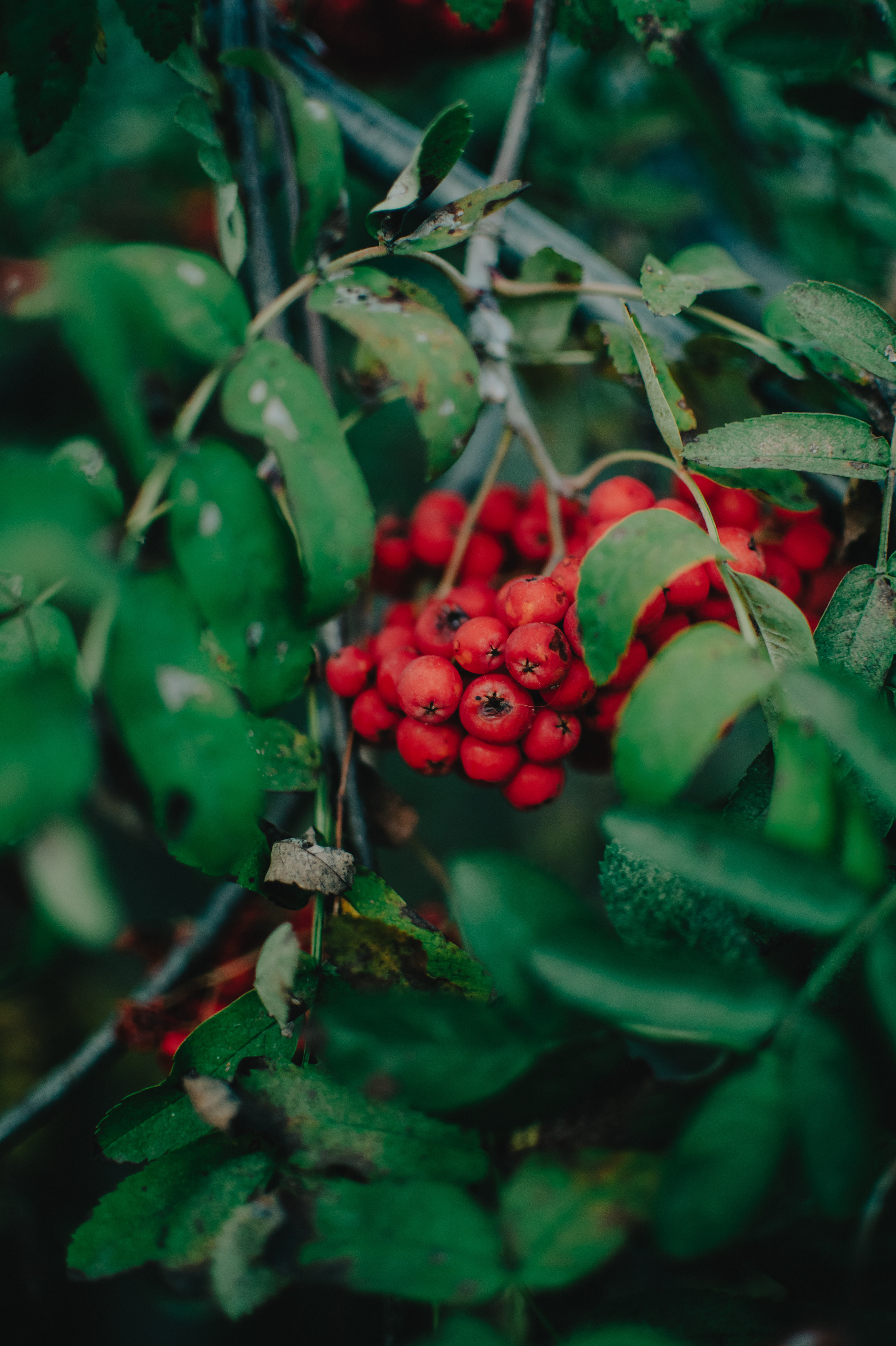 Музыкальный сад арт комьюнити «ветер». Контент фотограф Илья Урс