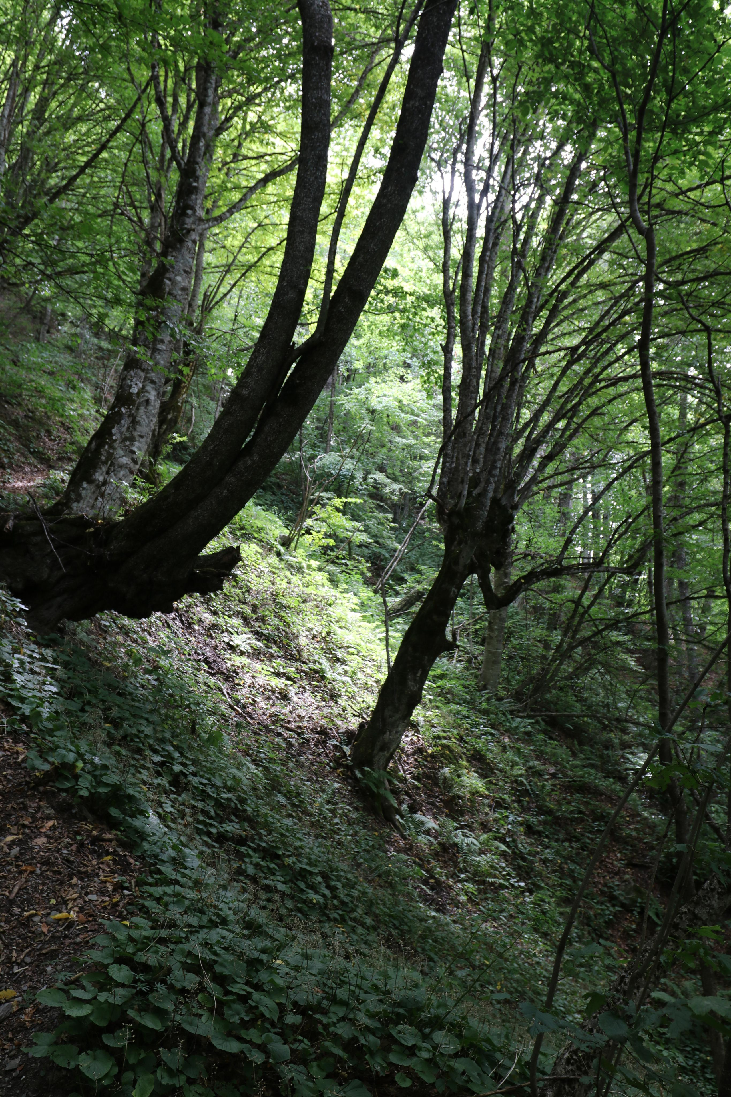 Грузия. Сванетия. Путешественник-фотограф из Санкт-Петербурга Татьяна Свистулина