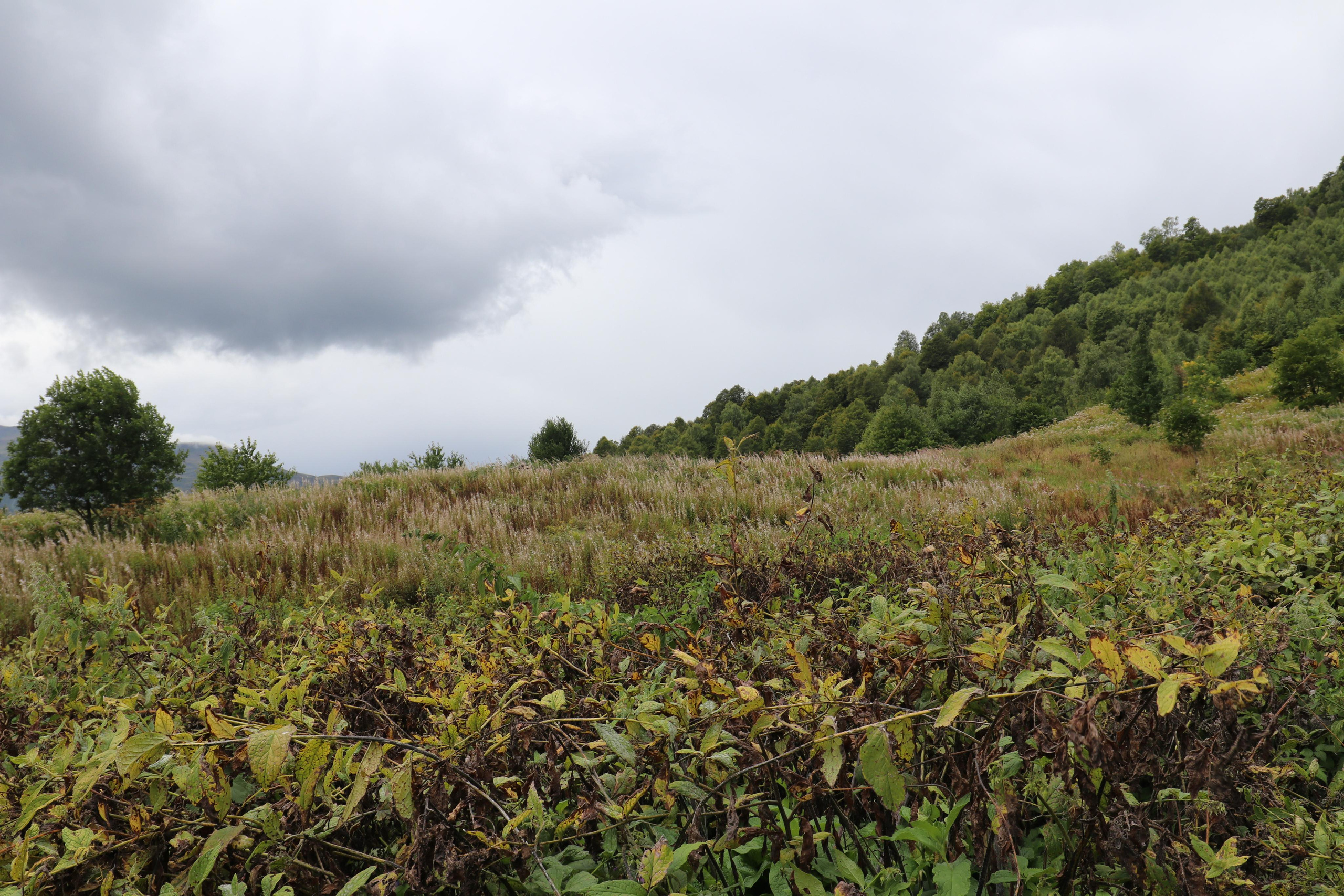 Грузия. Сванетия. Путешественник-фотограф из Санкт-Петербурга Татьяна Свистулина