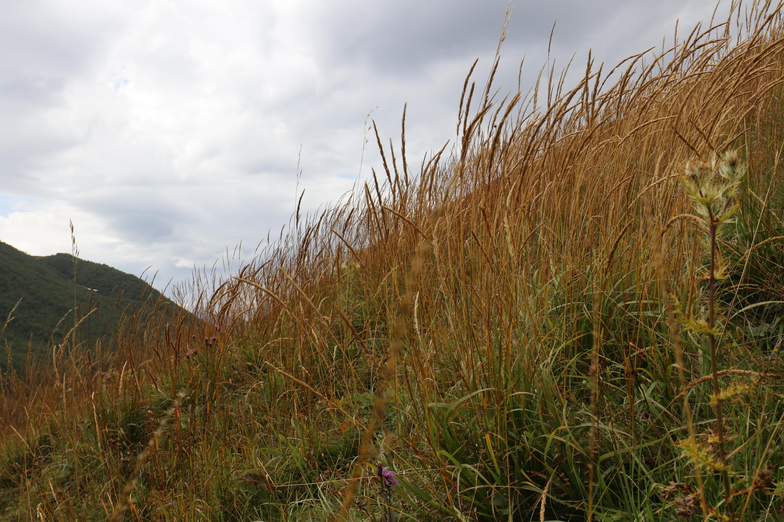 Грузия. Сванетия. Путешественник-фотограф из Санкт-Петербурга Татьяна Свистулина