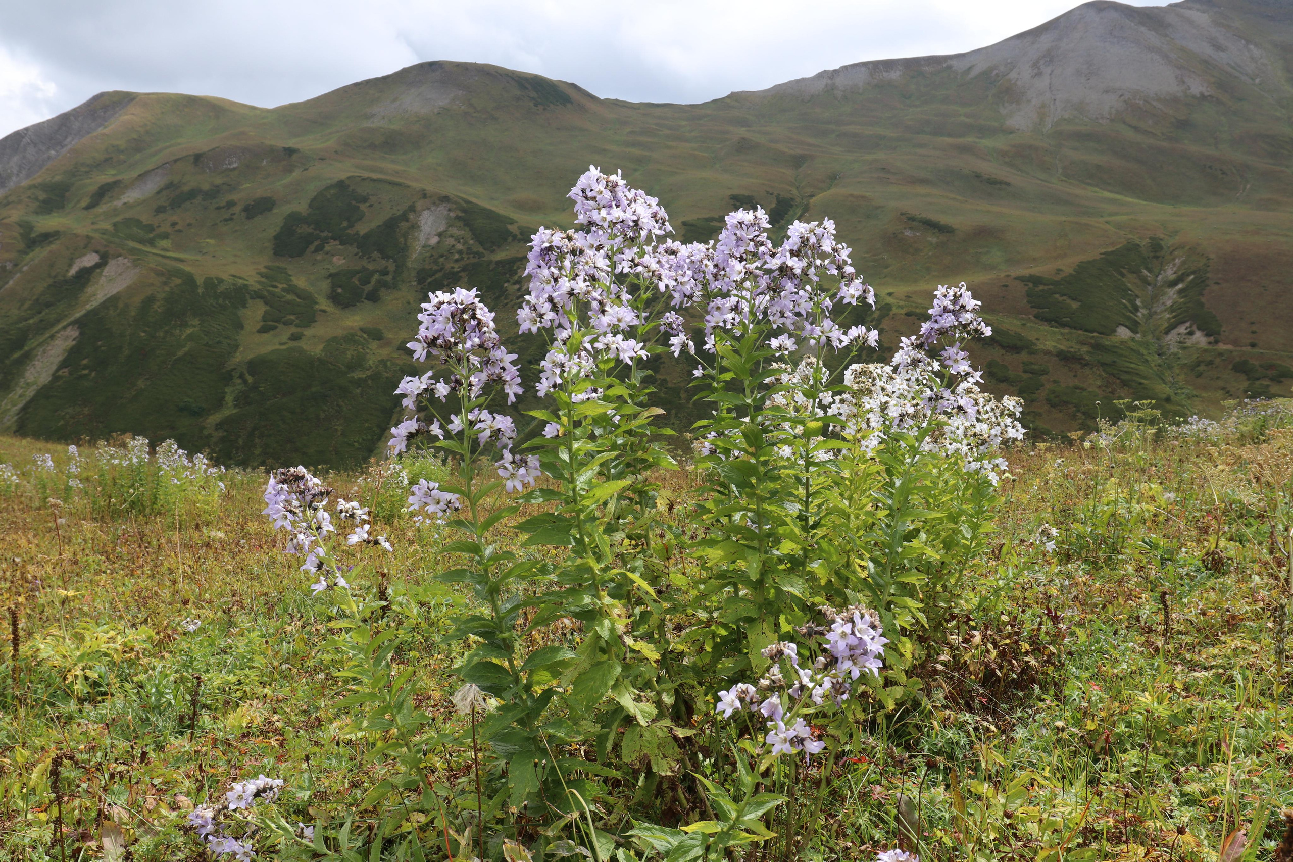 Грузия. Сванетия. Путешественник-фотограф из Санкт-Петербурга Татьяна Свистулина