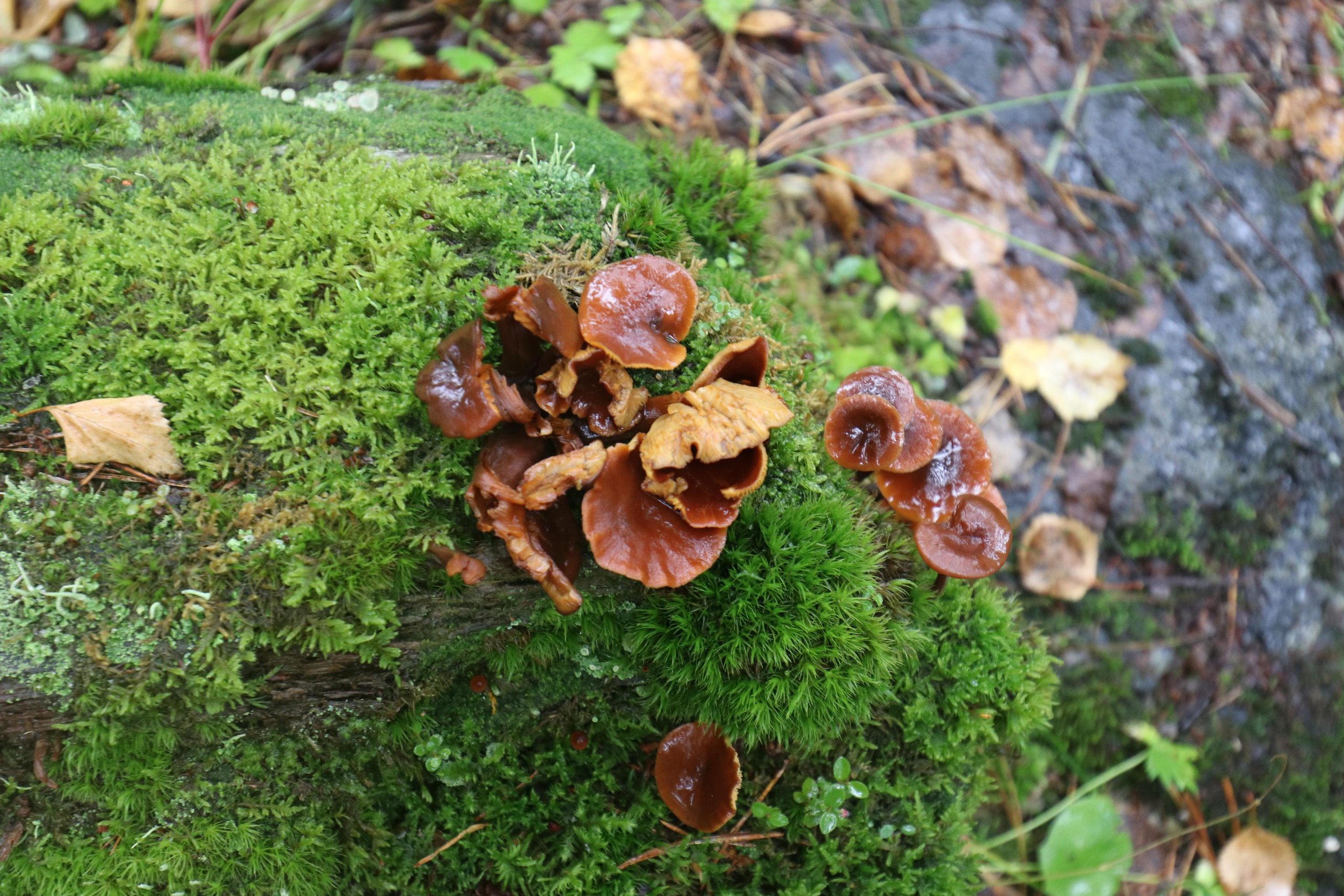 Приэльбрусье. Путешественник-фотограф из Санкт-Петербурга Татьяна Свистулина