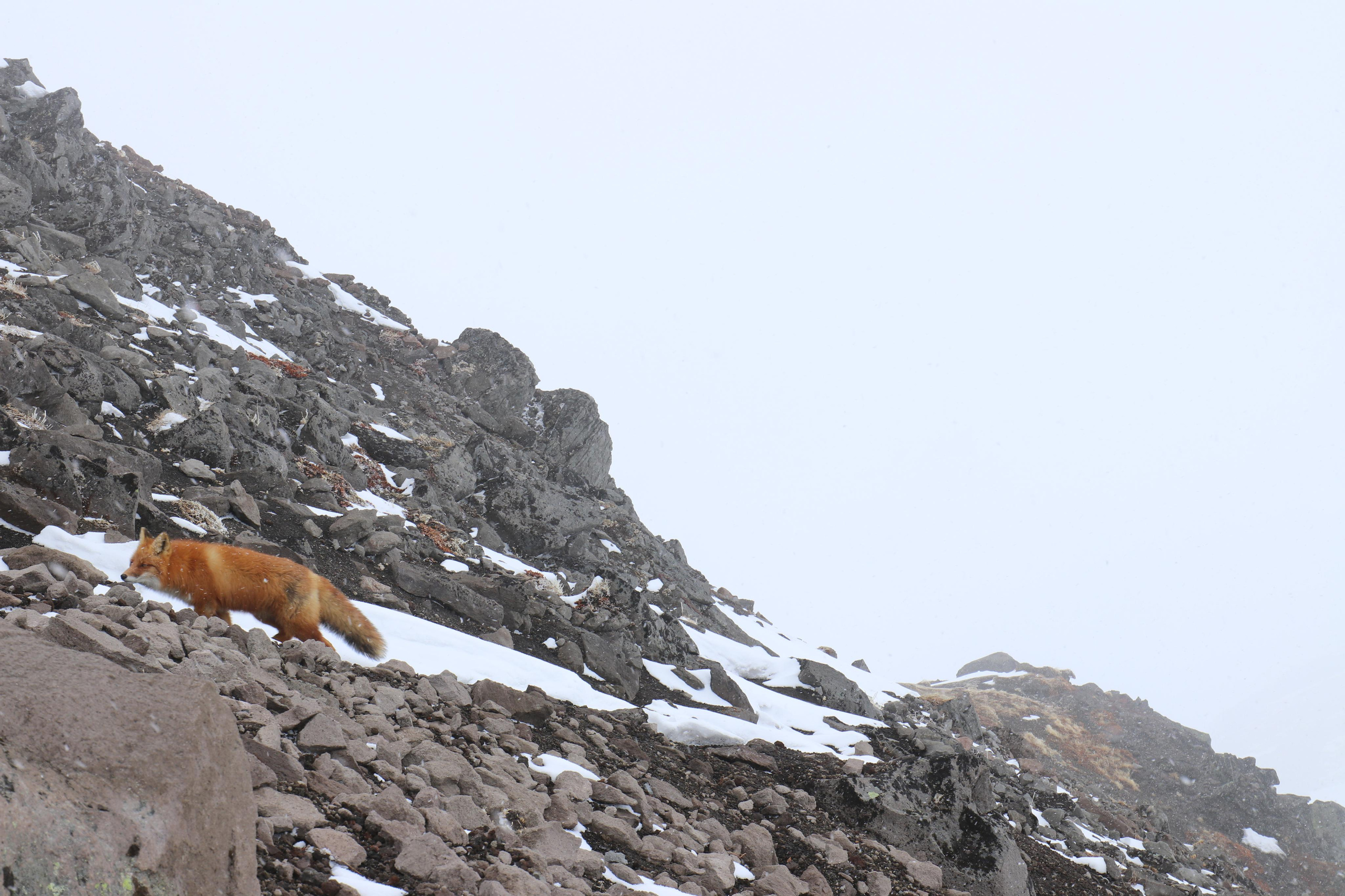Камчатка. Май 2017. Путешественник-фотограф из Санкт-Петербурга Татьяна Свистулина