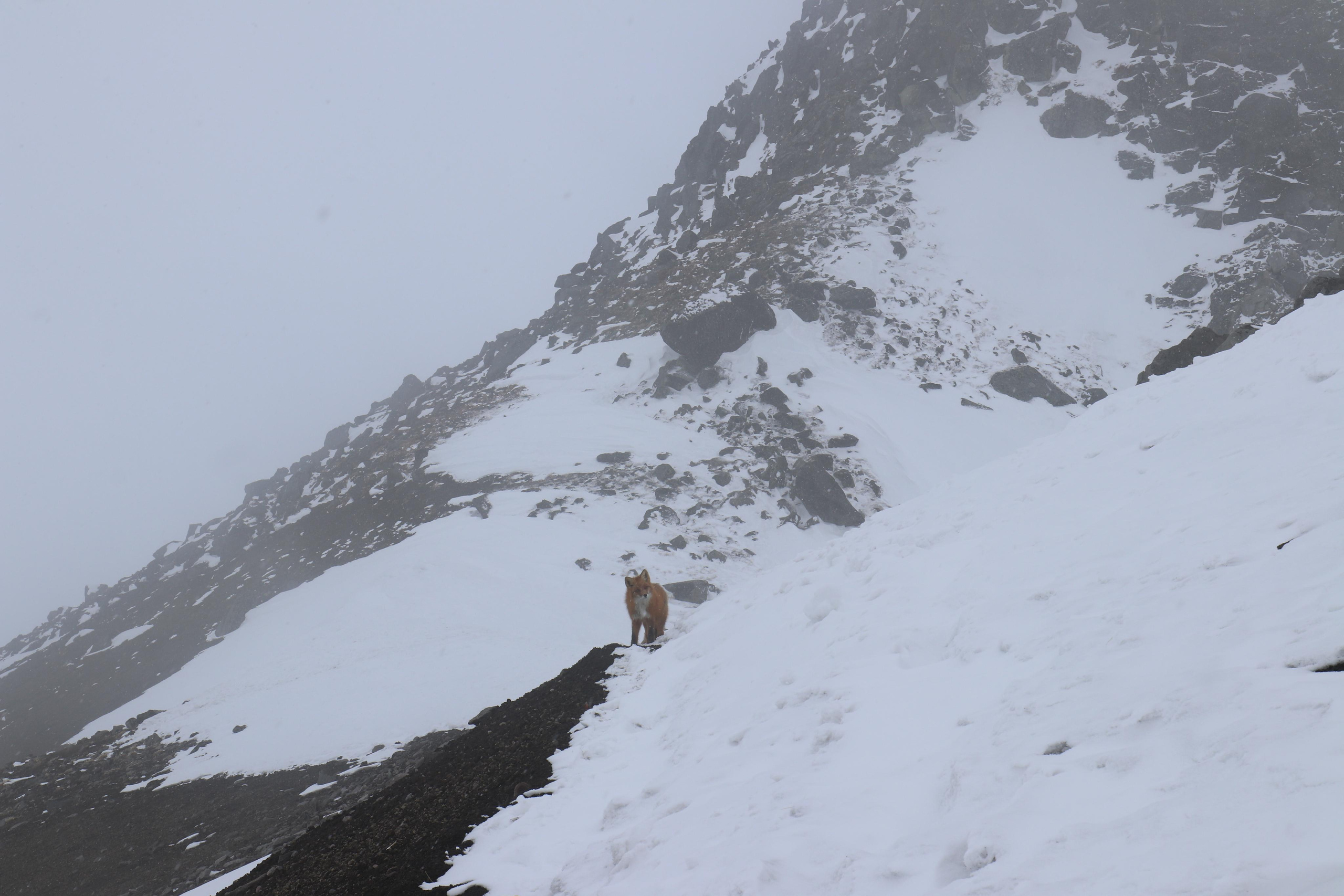 Рыжий красивый пушистый лис